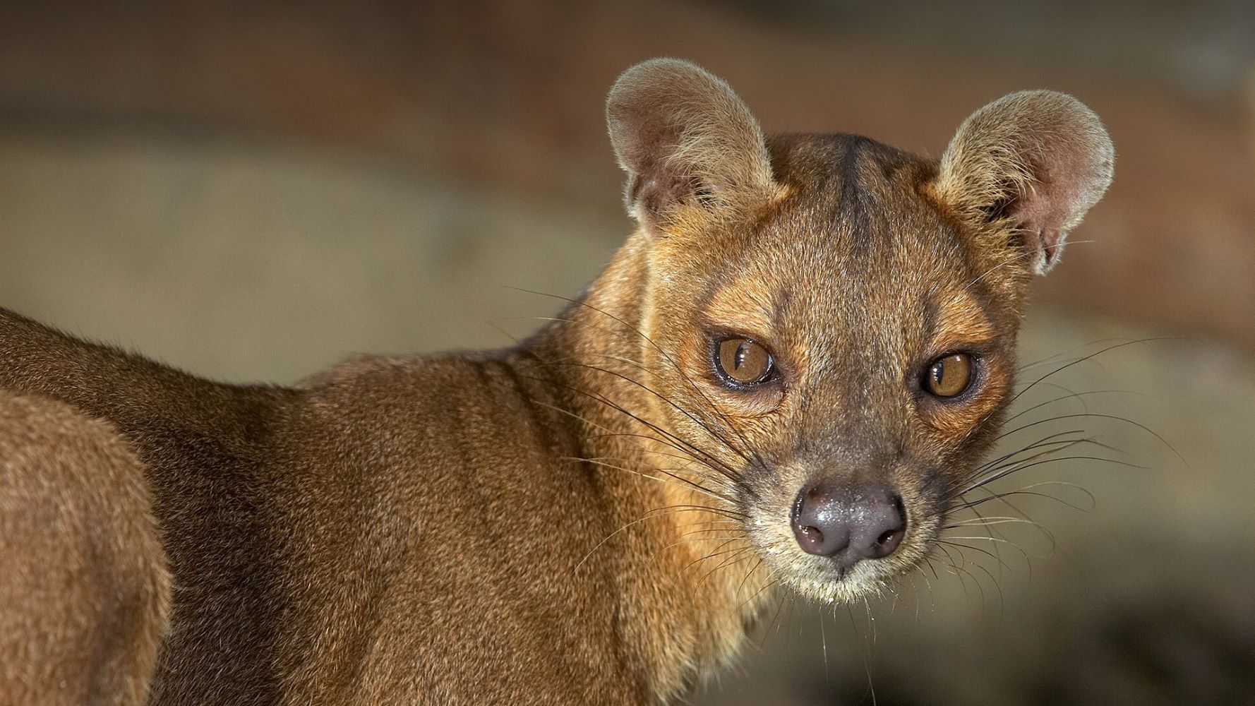 18-great-fossa-facts