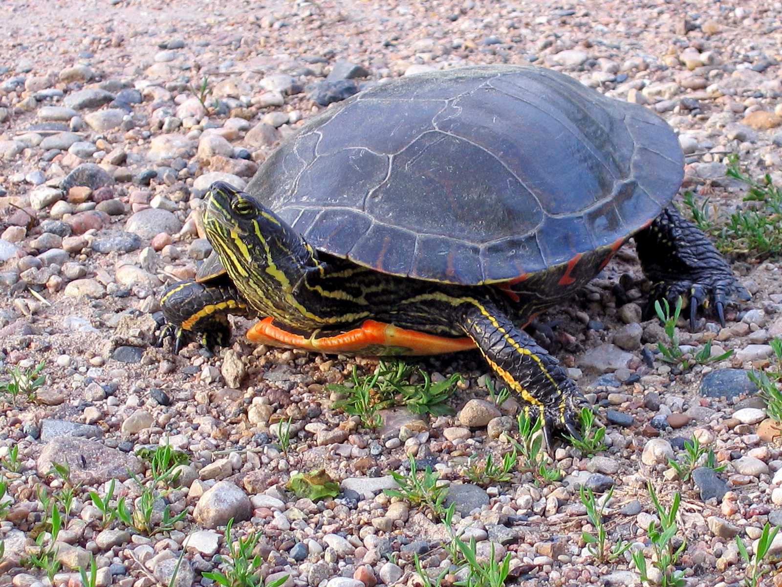 19-amazing-facts-about-painted-turtles