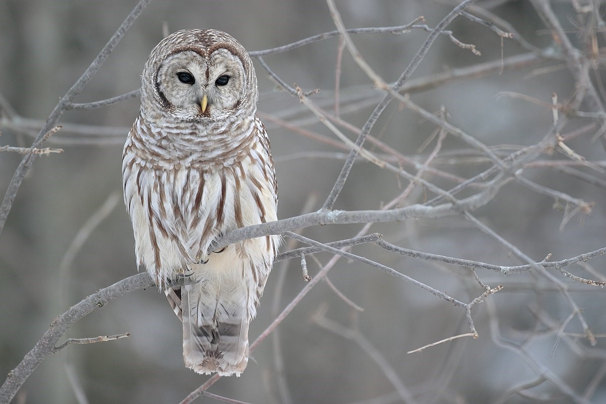 19-best-facts-about-barred-owl