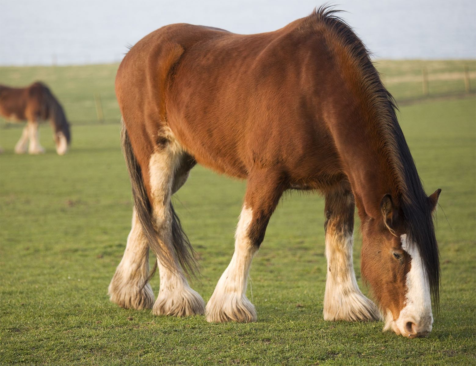 19-great-clydesdale-horse-facts