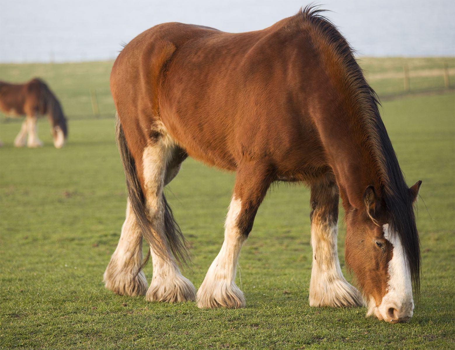 19 Great Clydesdale Horse Facts - Facts.net