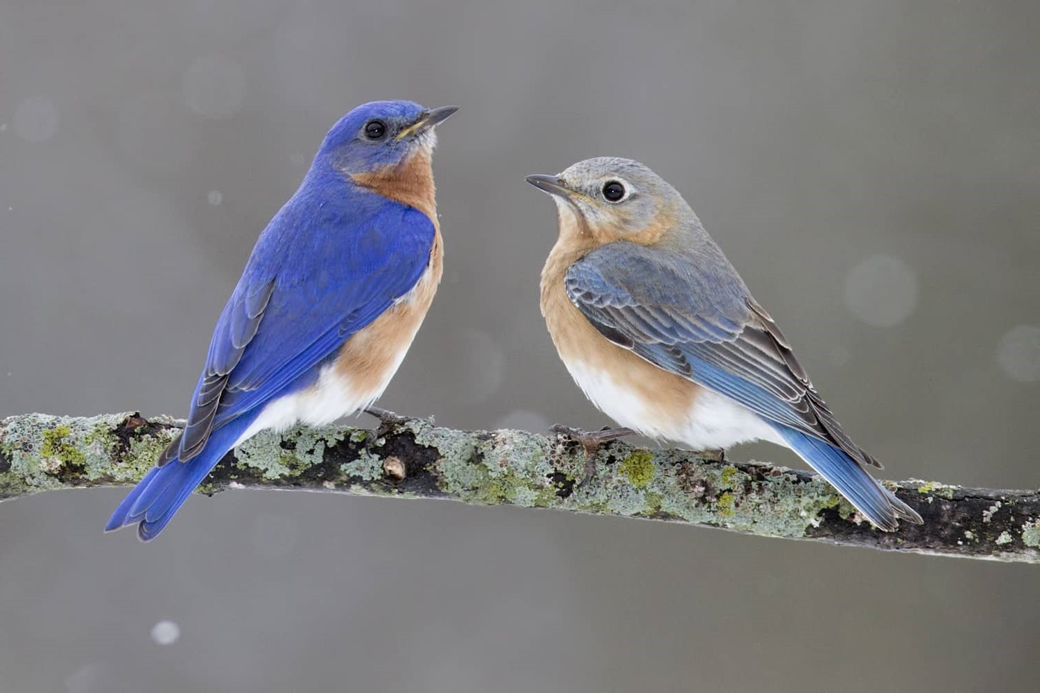 20-great-eastern-bluebird-facts