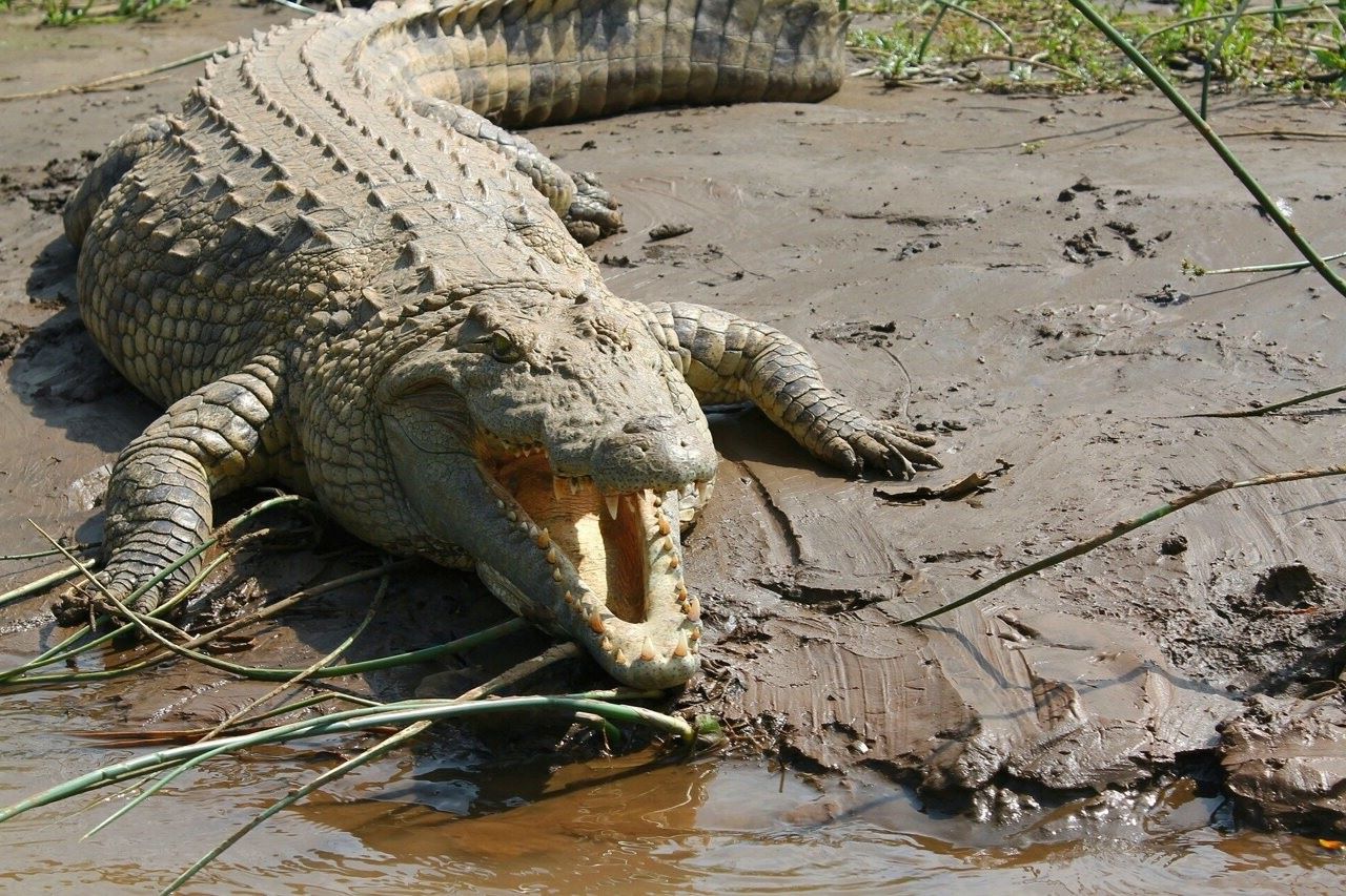 21-amazing-nile-crocodile-facts