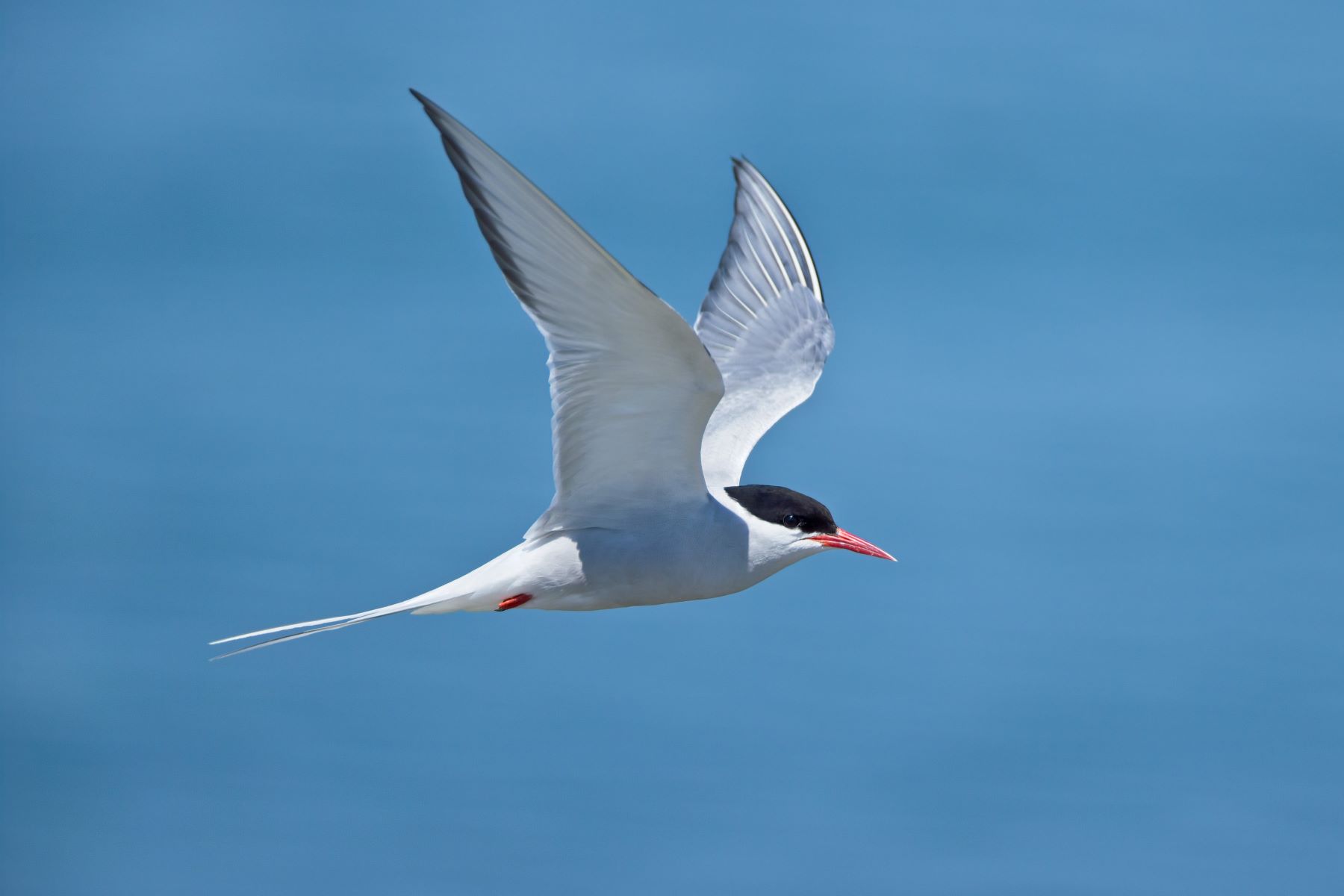 22-amazing-arctic-tern-facts