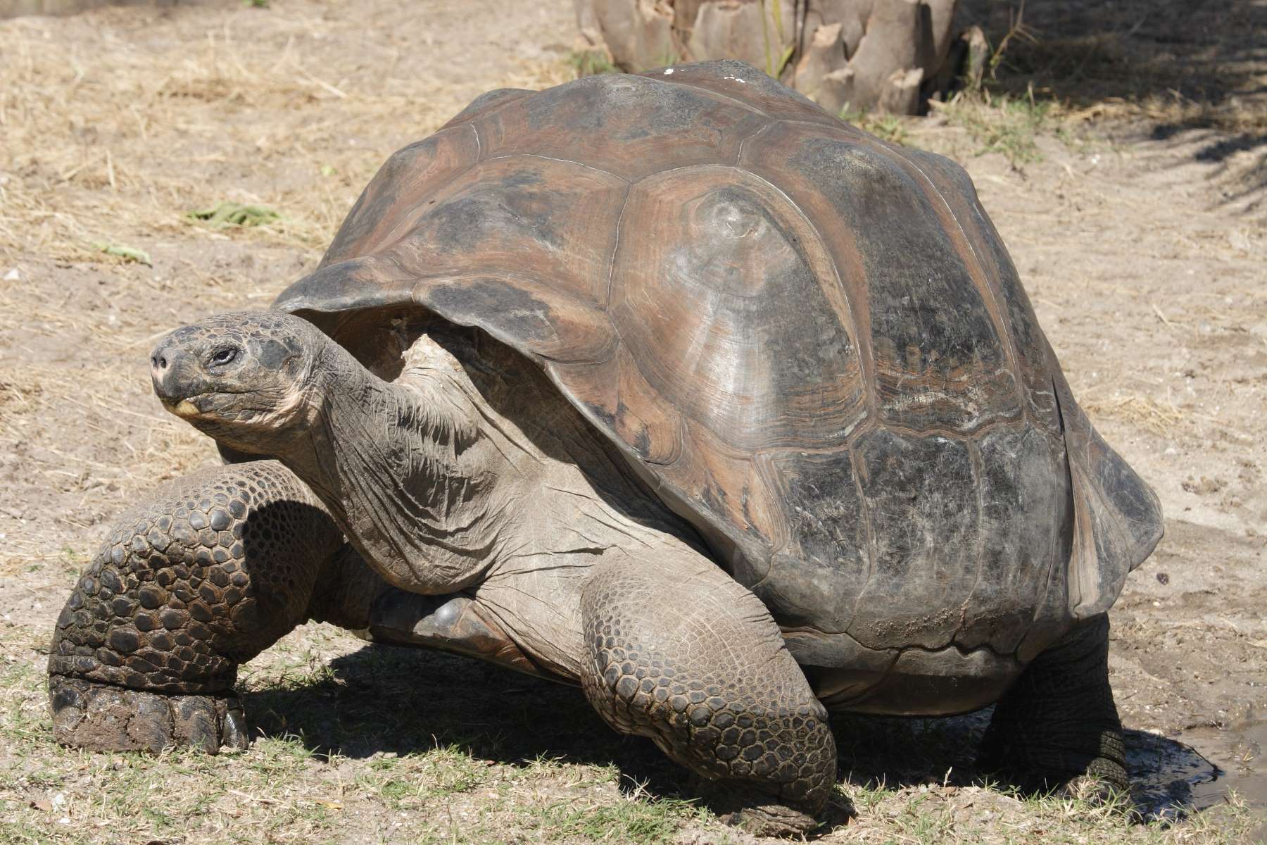 24-amazing-galapagos-tortoise-facts