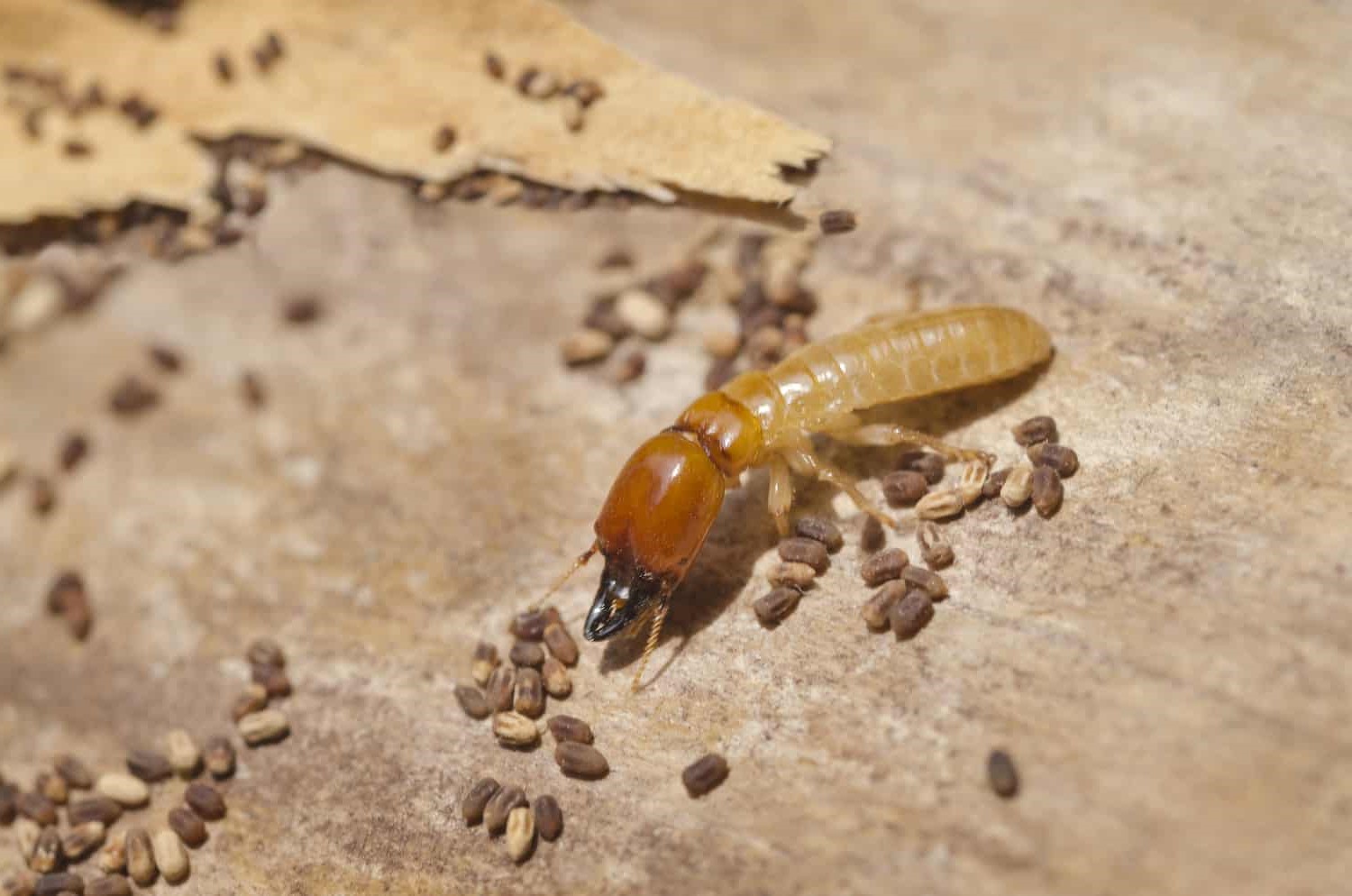 24-best-drywood-termites-facts