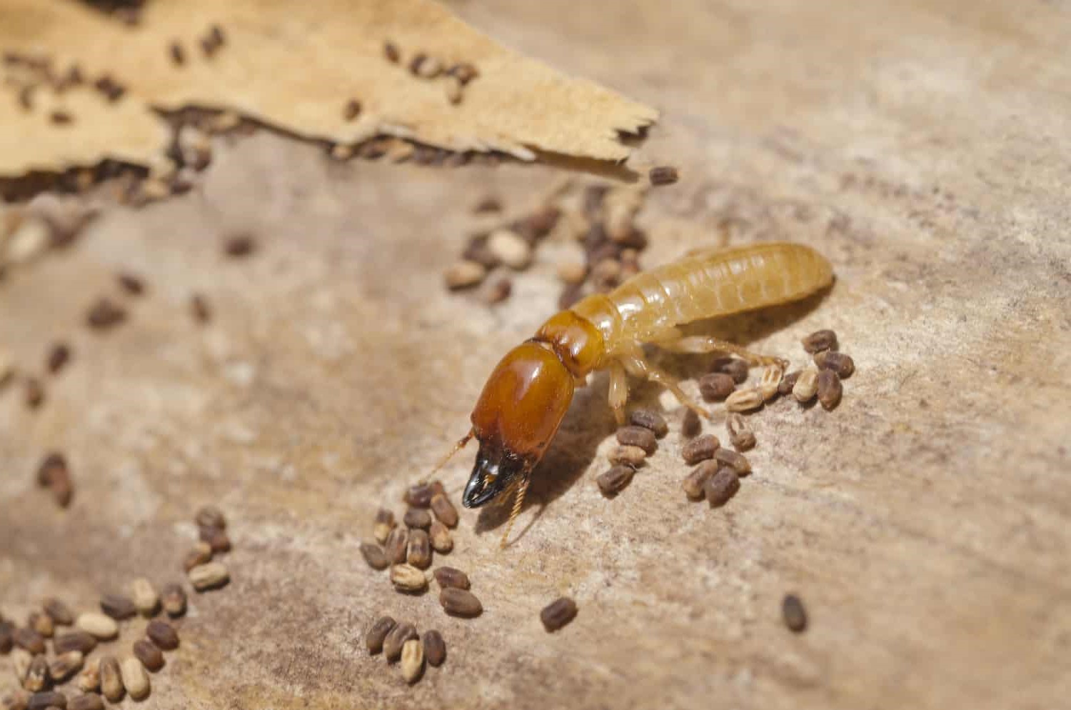 24 Best Drywood Termites Facts - Facts.net