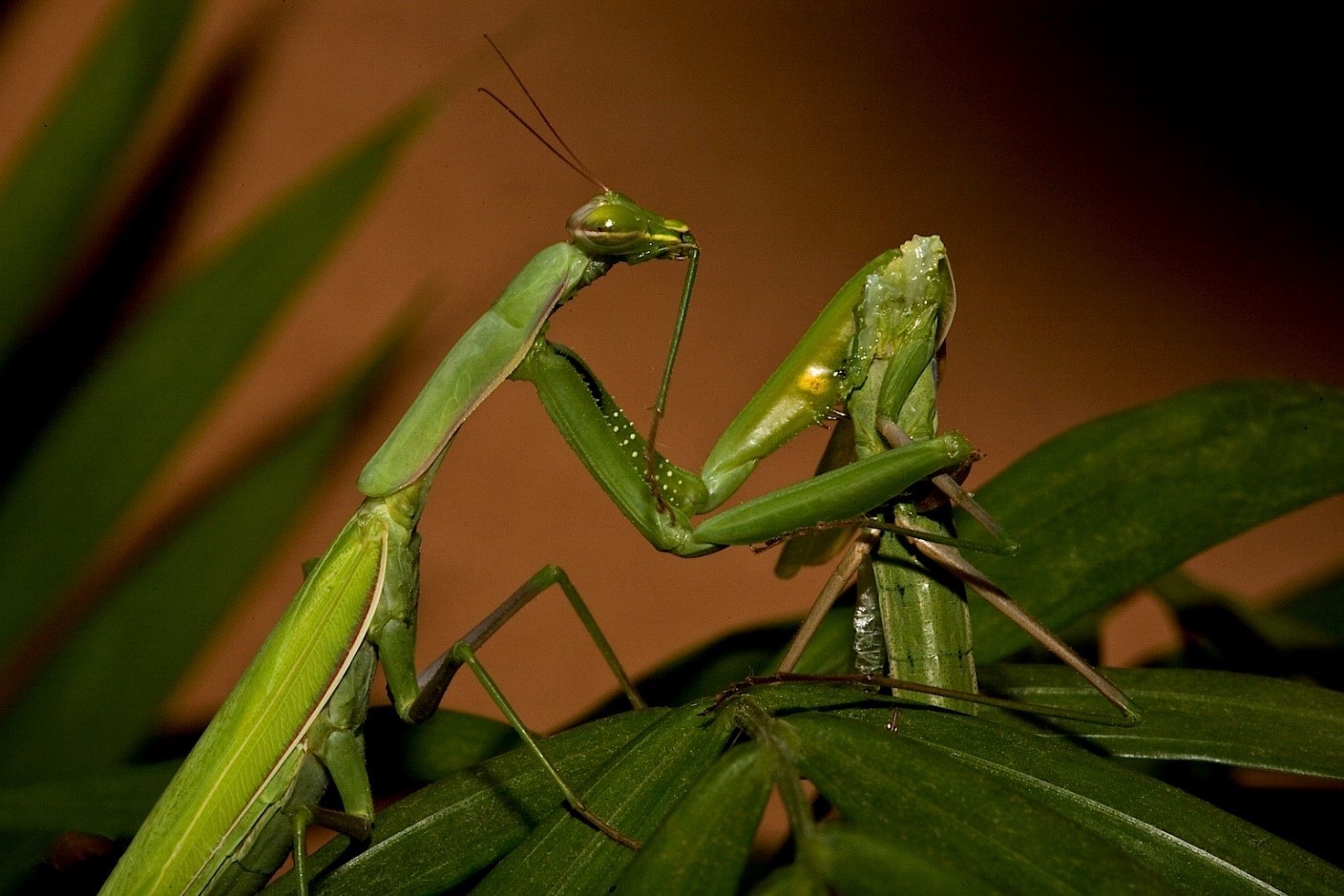 24-great-female-praying-mantis-facts