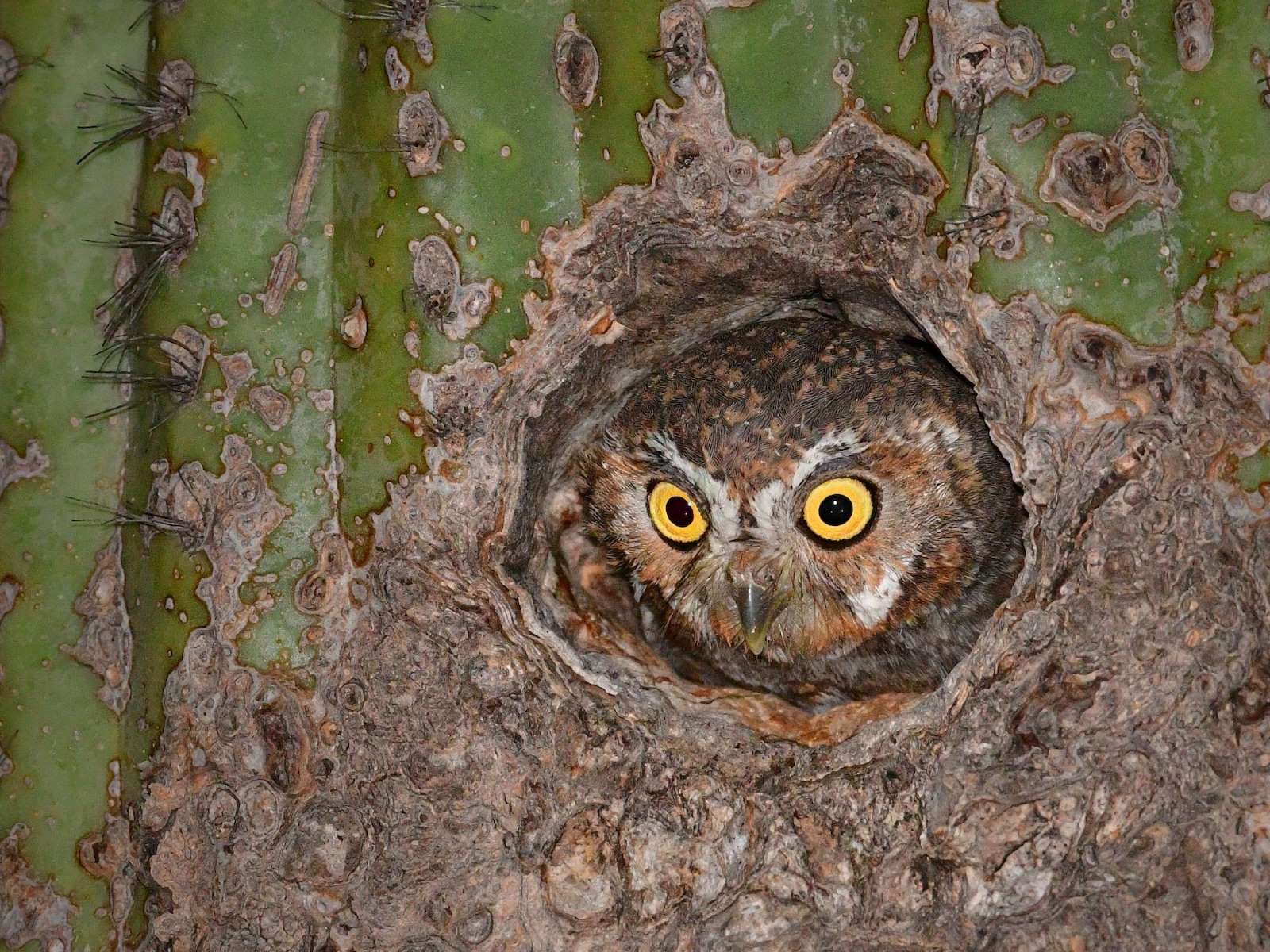 25 Best Elf Owl Facts - Facts.net