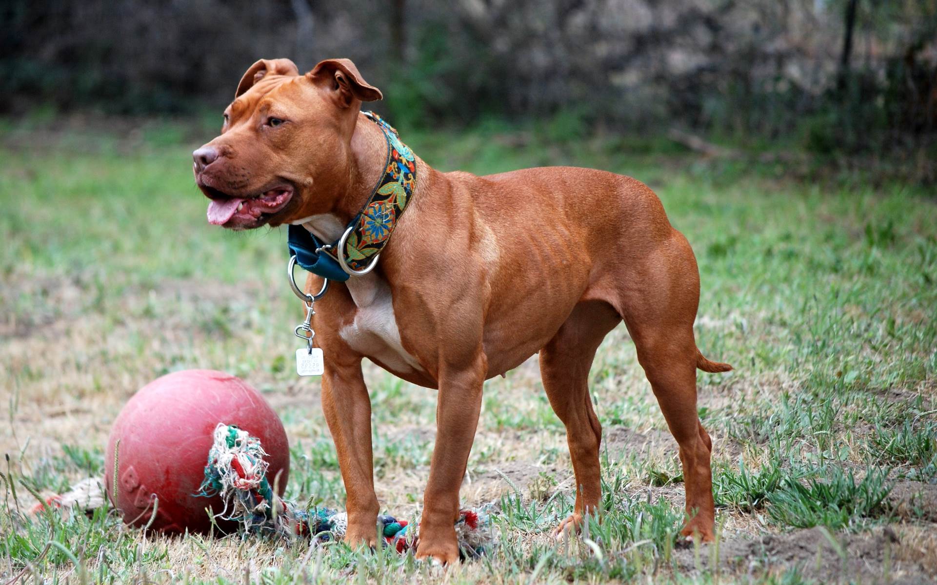 25-best-pit-bull-myths-and-facts