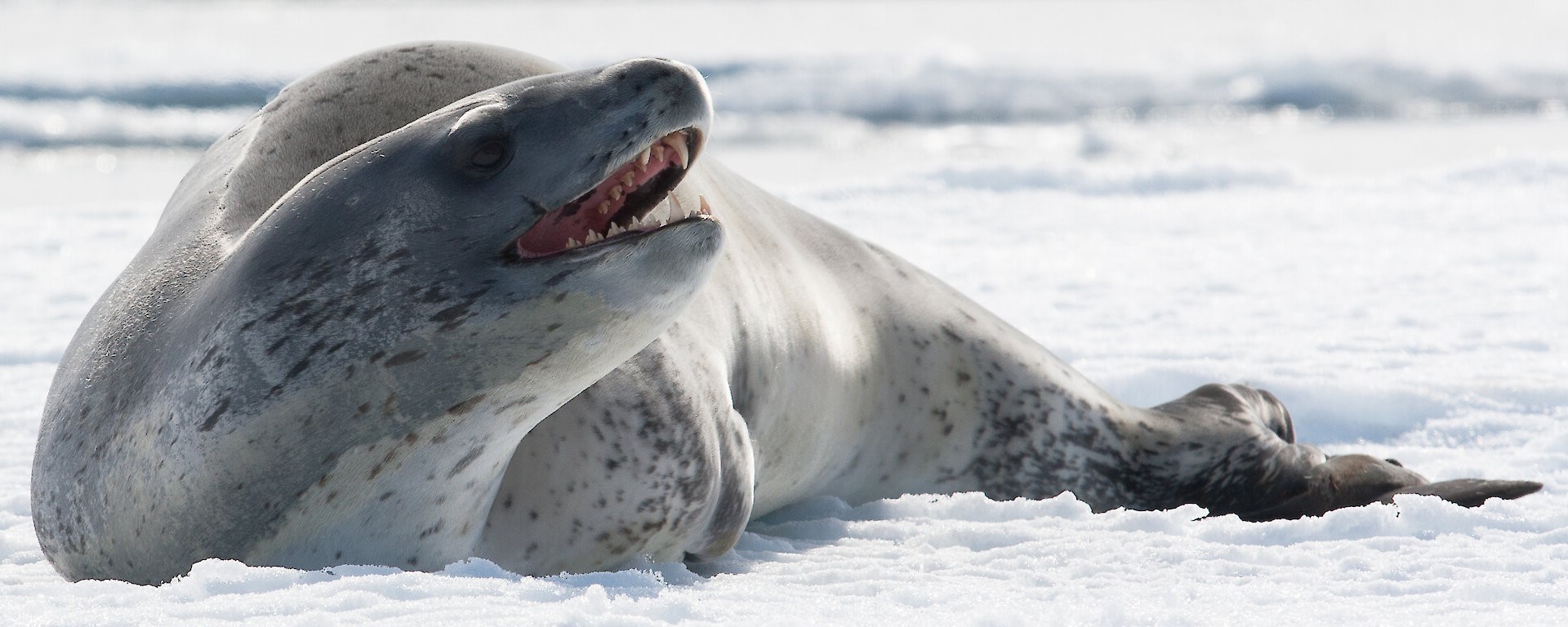 27-great-facts-about-leopard-seals