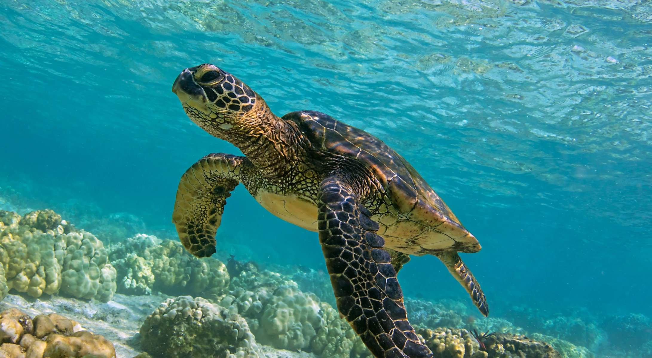 28-best-fun-facts-about-the-green-sea-turtle
