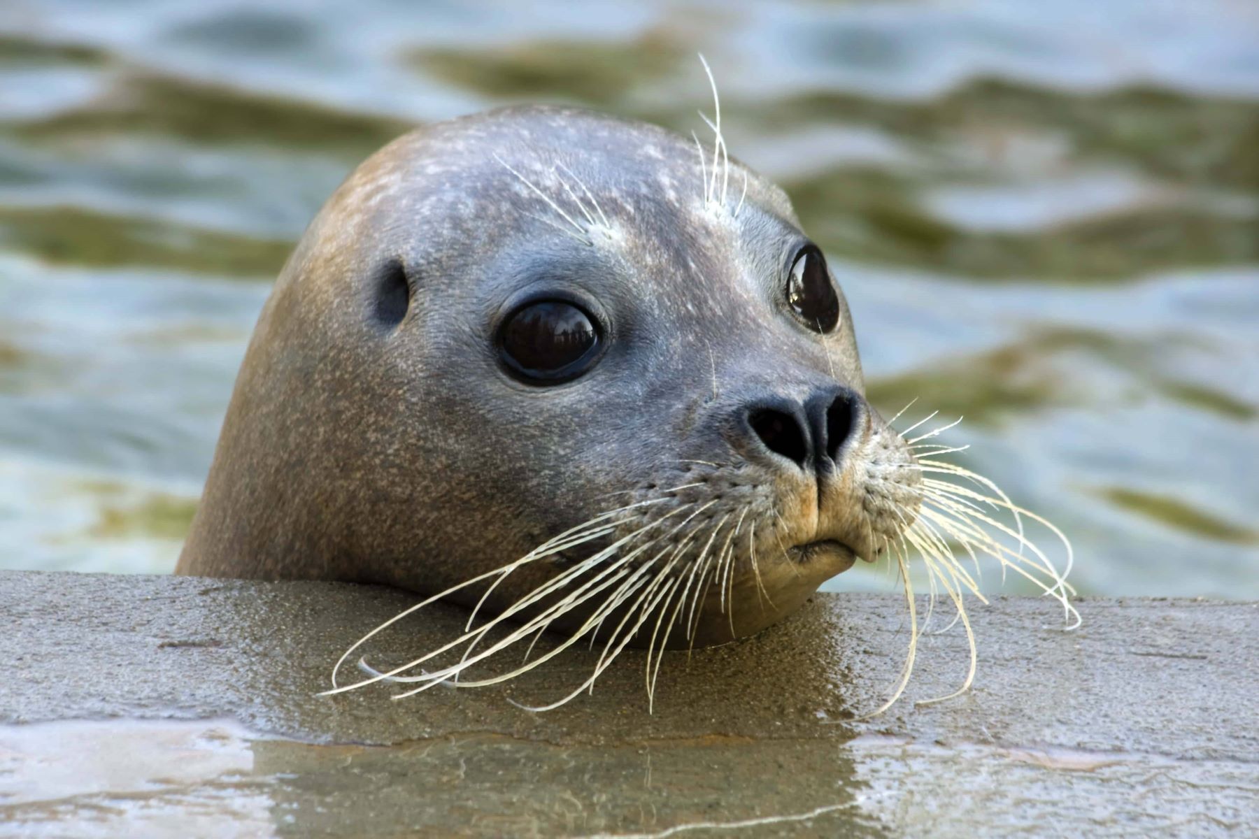 28-best-harbor-seal-facts