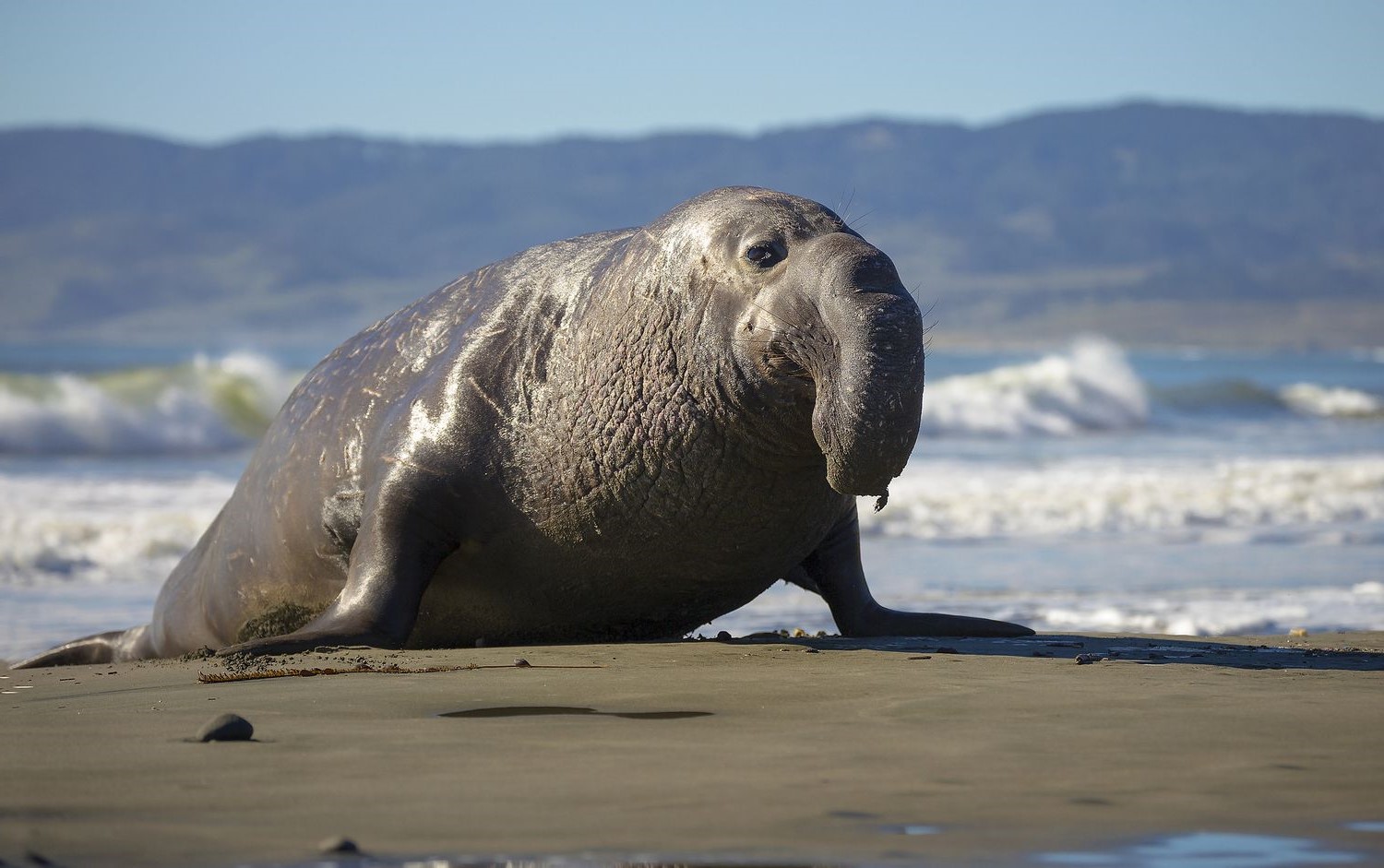 28-great-facts-about-elephant-seals