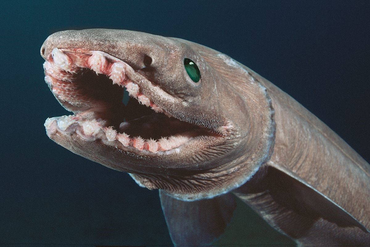 30-best-frilled-shark-facts