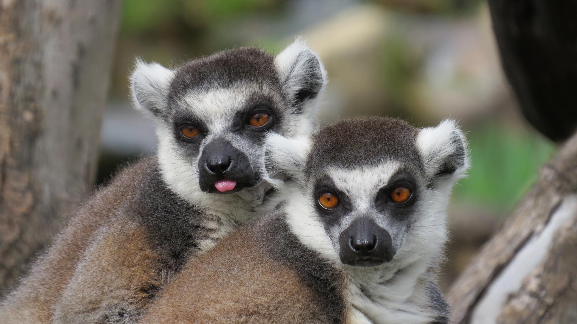 31-amazing-ring-tailed-lemur-facts