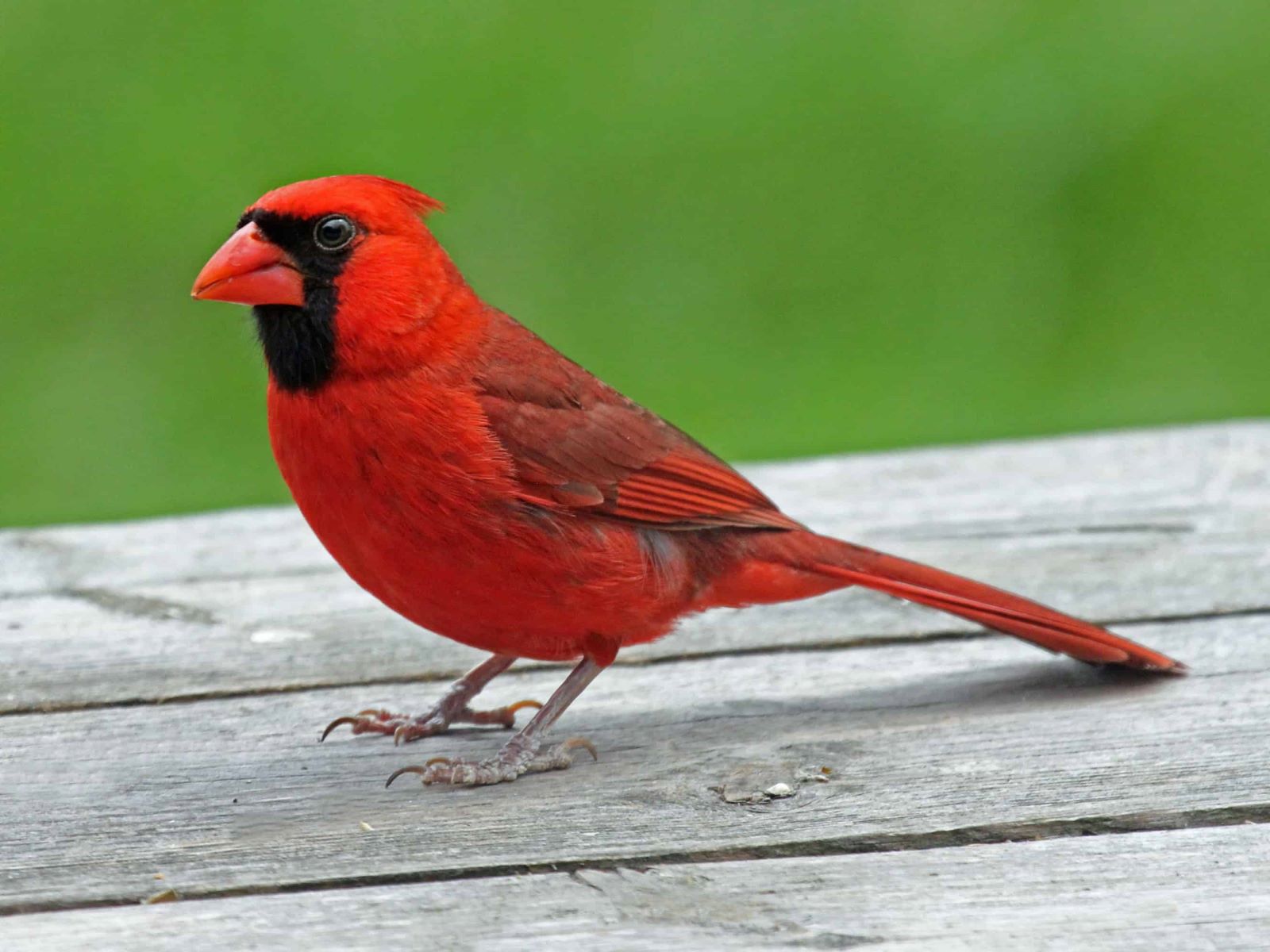 31-best-facts-about-the-northern-cardinal