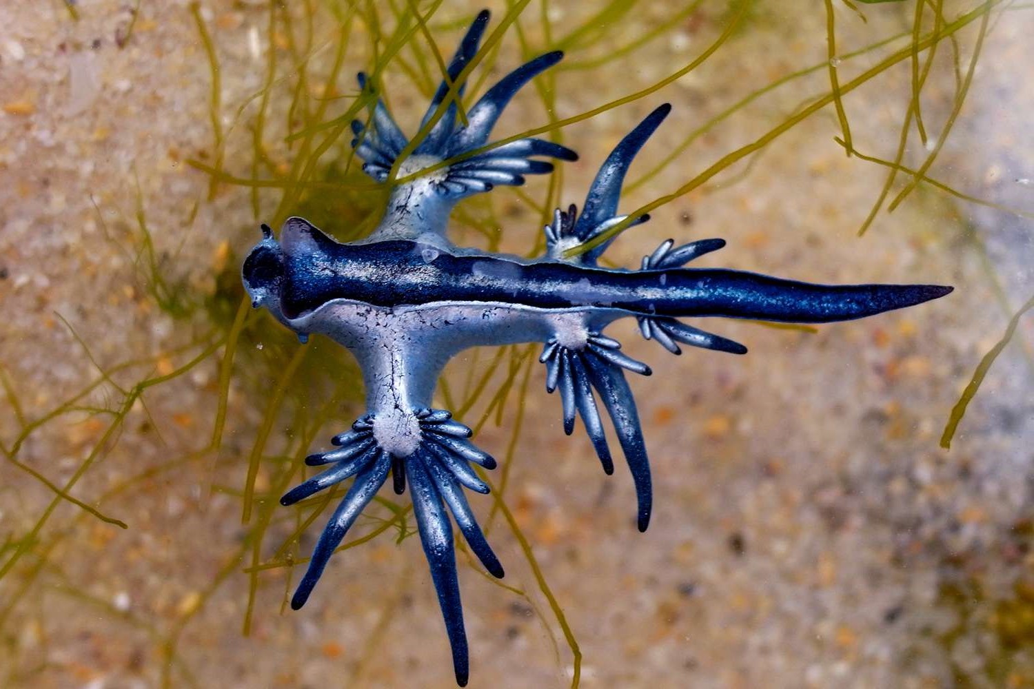 31 Great Blue Glaucus Facts - Facts.net