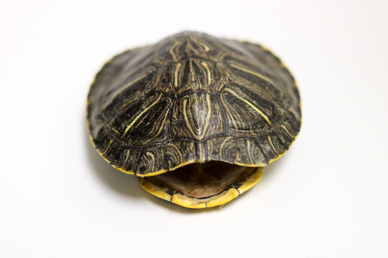 32-amazing-turtle-shells-facts