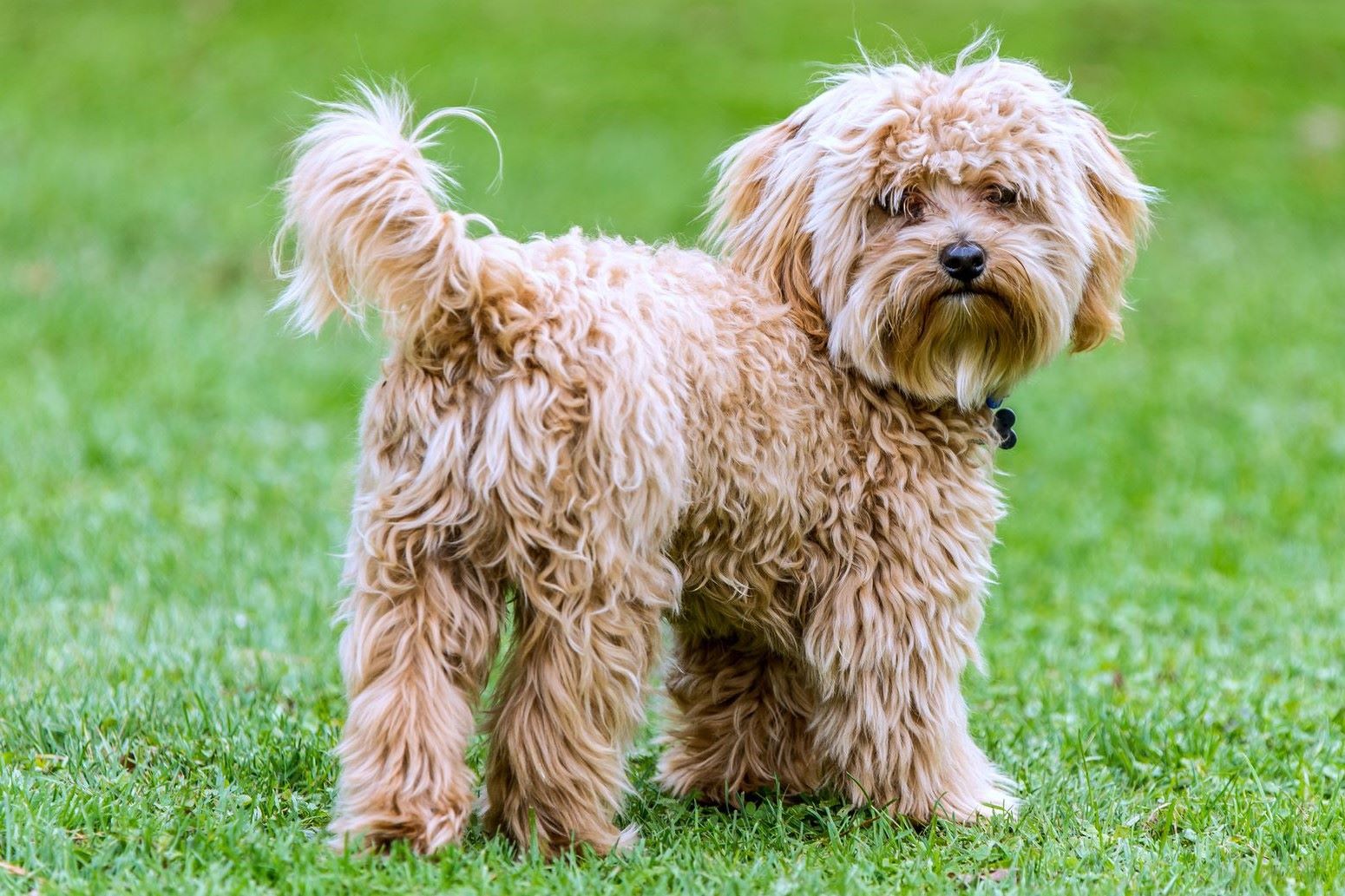 33-amazing-facts-about-cavapoos