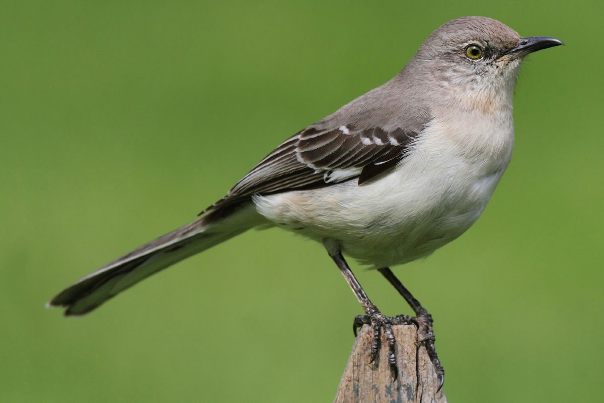 33-amazing-facts-about-mockingbirds