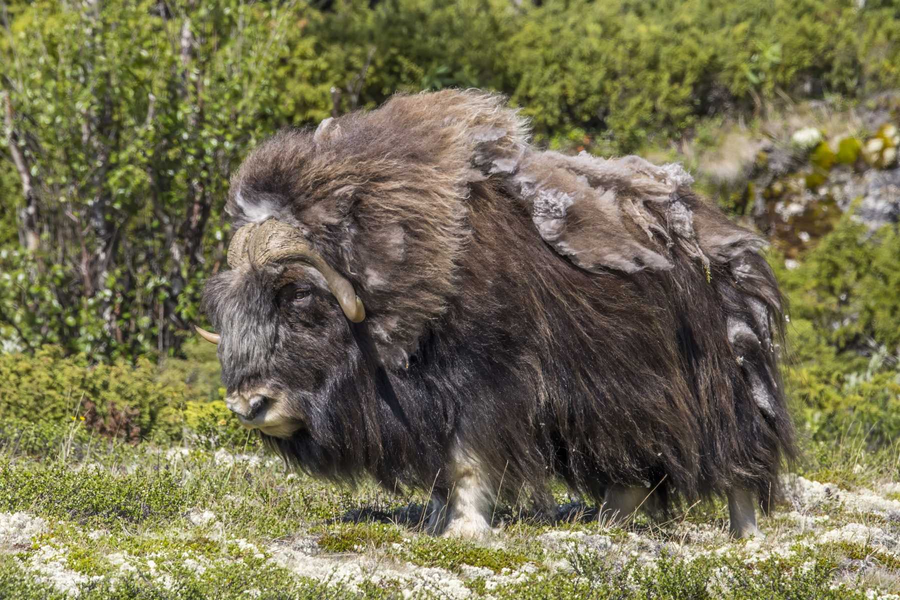 35-amazing-musk-oxen-facts