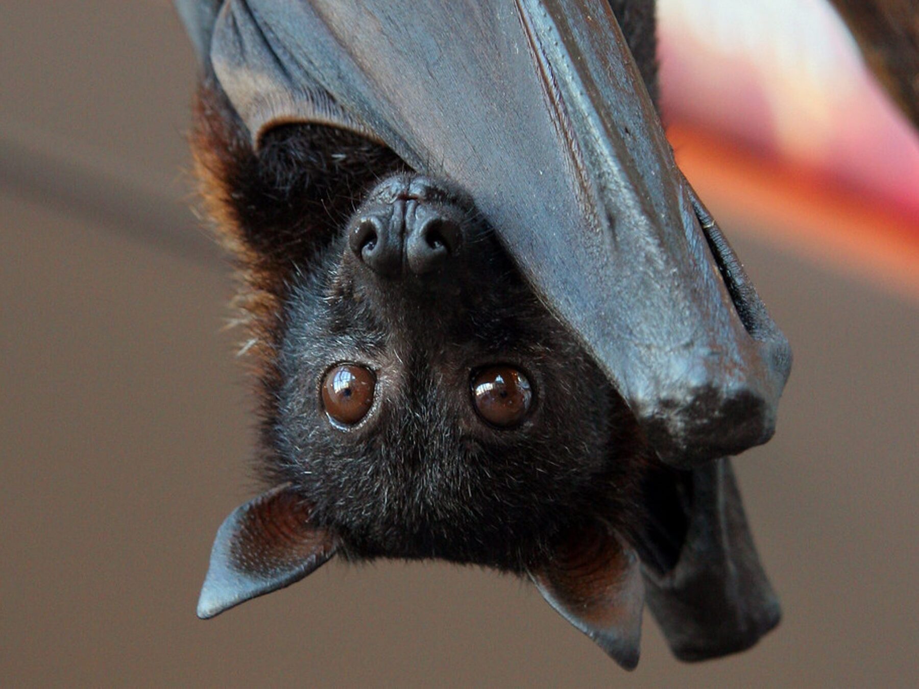 8-facts-about-international-bat-appreciation-day-april-17th