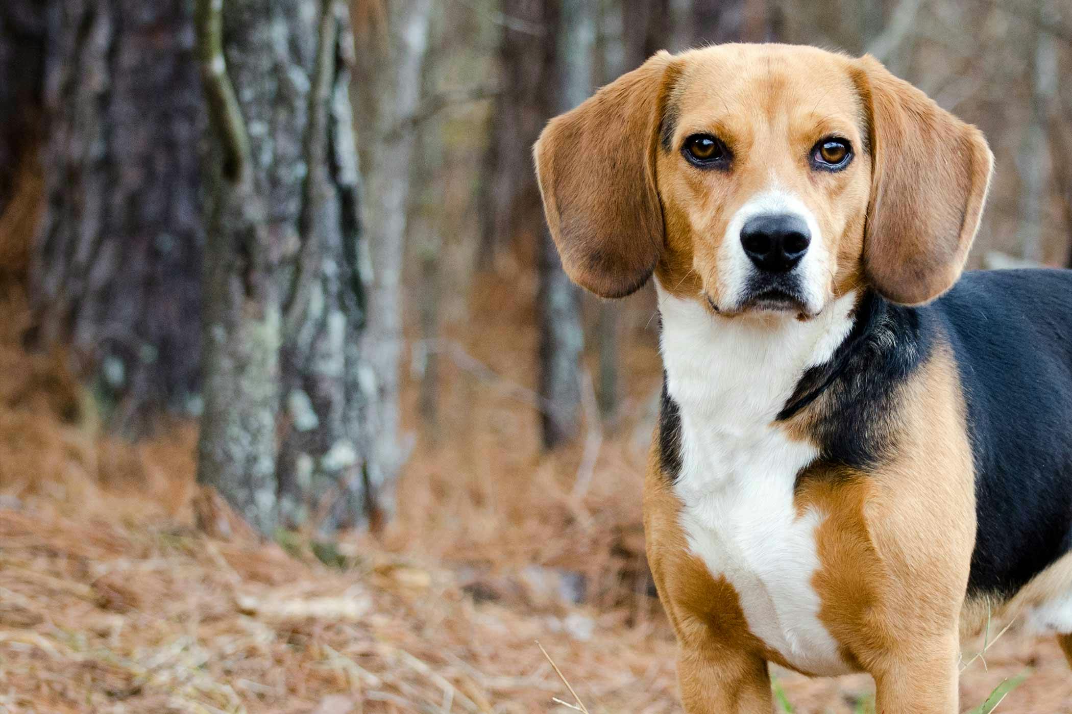 8 Facts About National Beagle Day April 22nd 