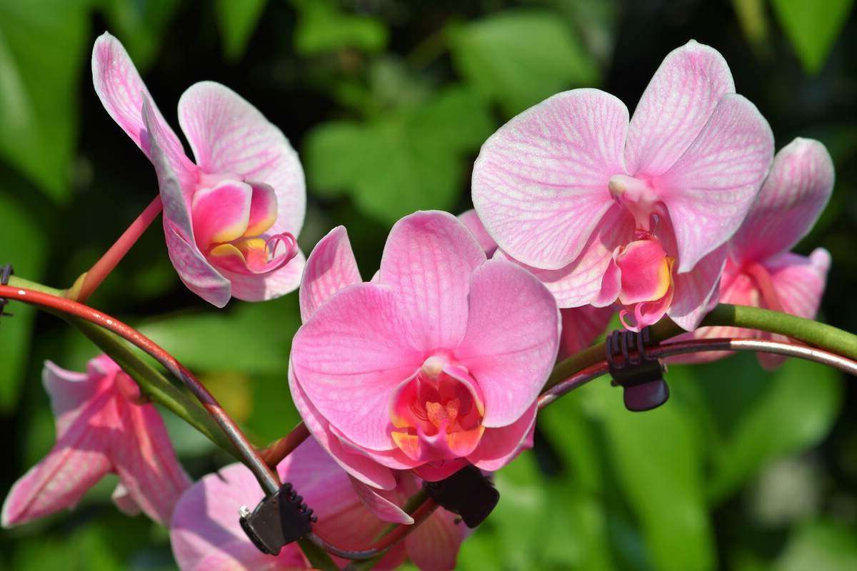 8 Facts About National Orchid Day April 16th 