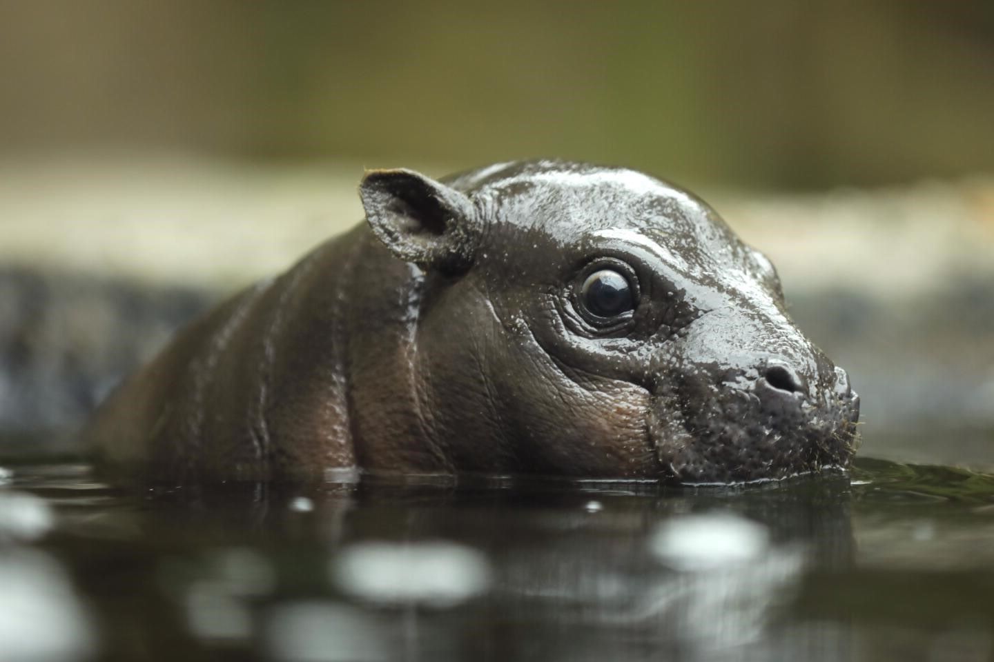 8-facts-about-national-pygmy-hippo-day-april-8th