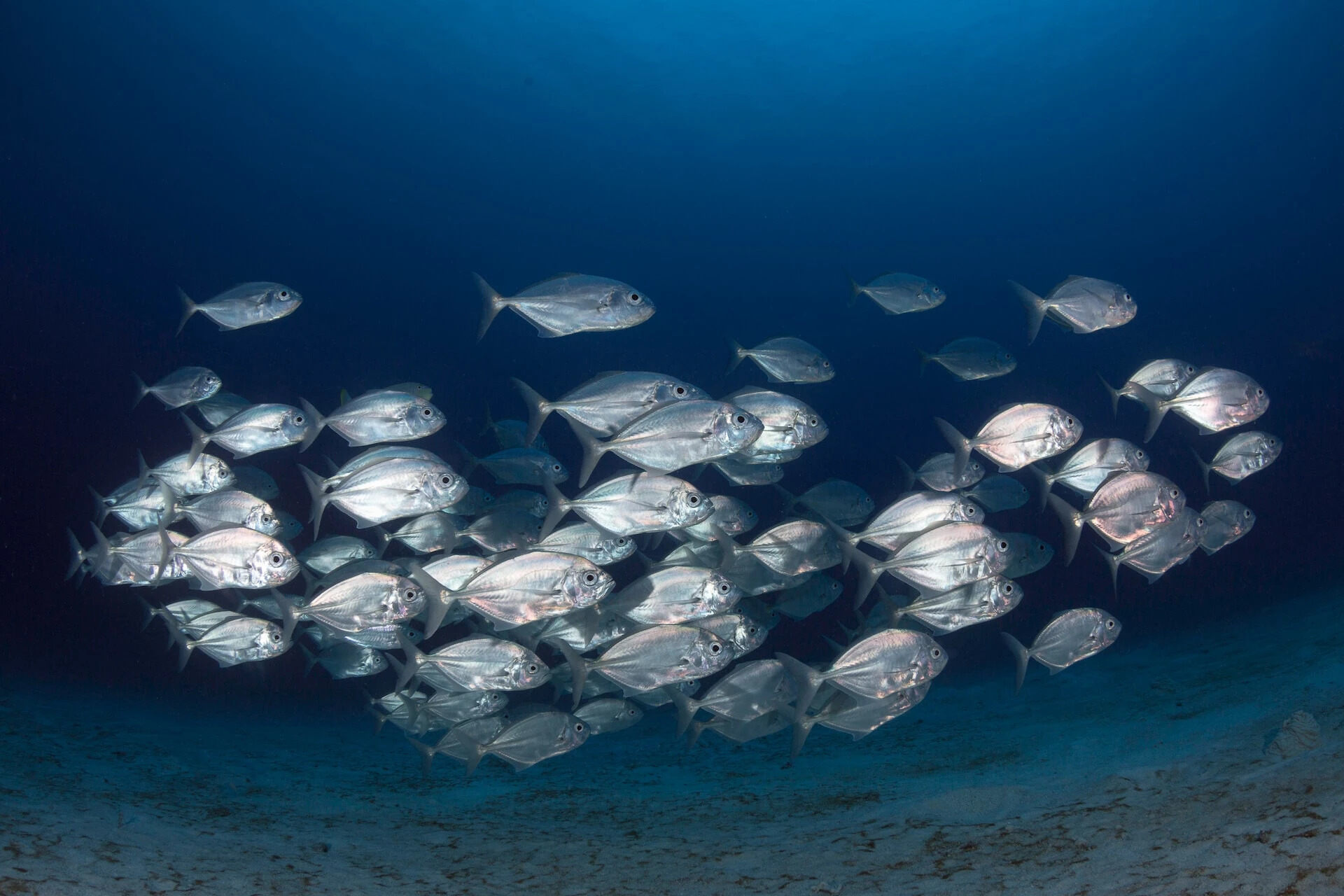 8-facts-about-world-tuna-day-may-2nd