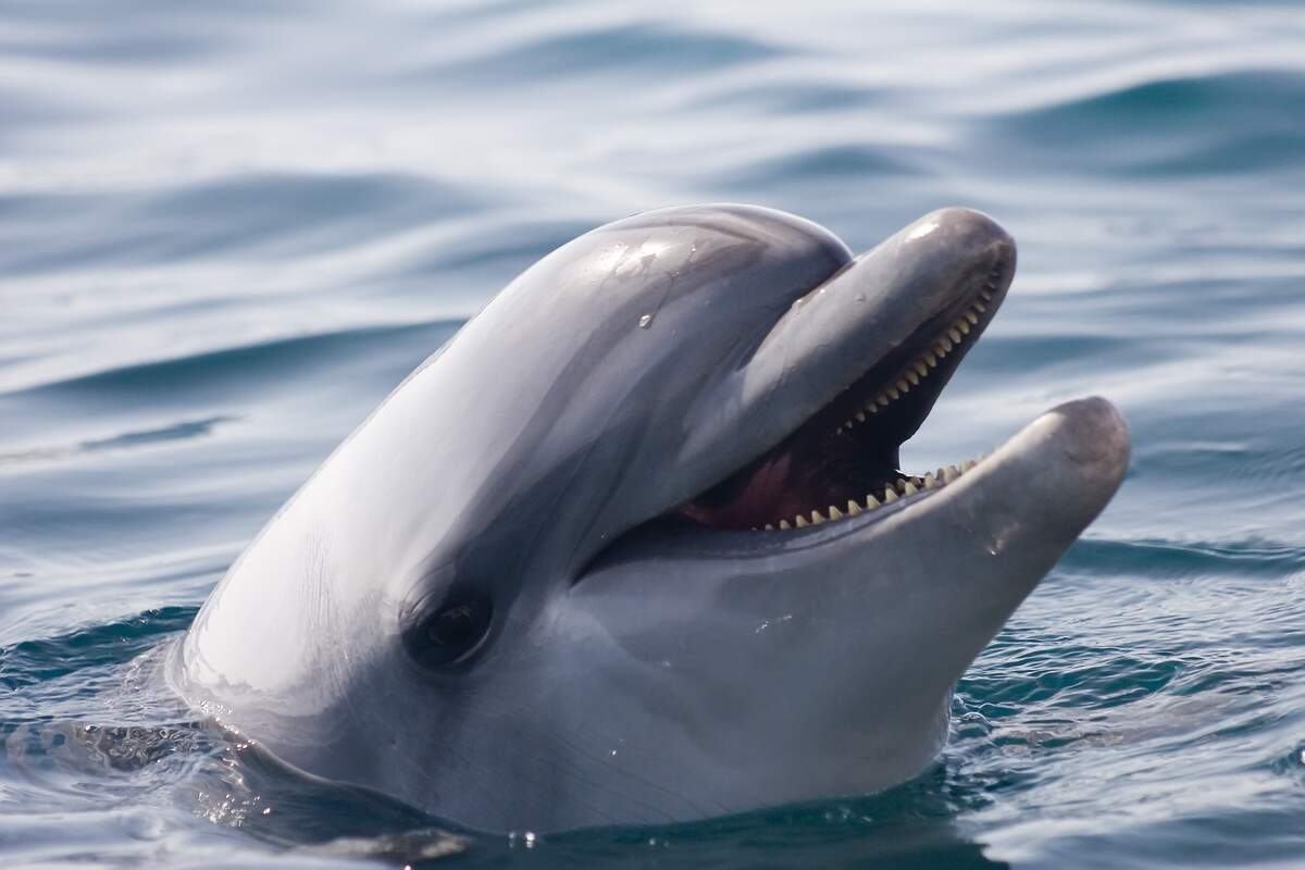 9 Facts About National Dolphin Day April 14th 