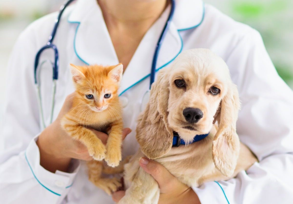9-facts-about-world-veterinary-day-april-27th