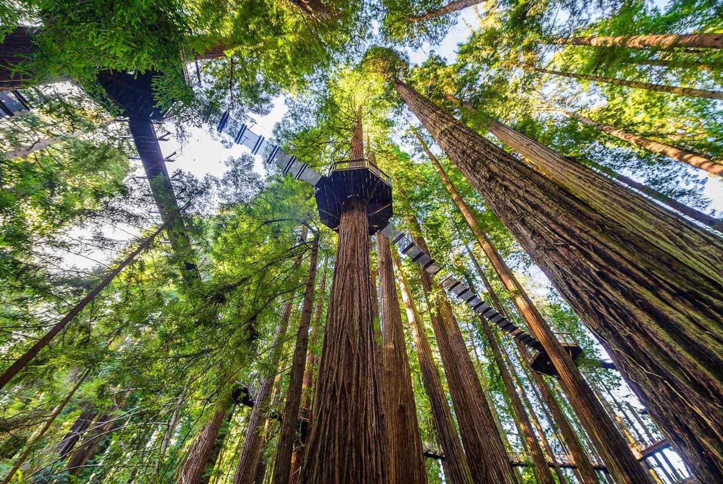 12-amazing-facts-about-redwood-trees