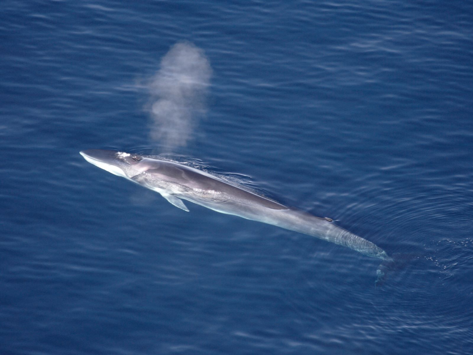 12-amazing-fin-whale-facts