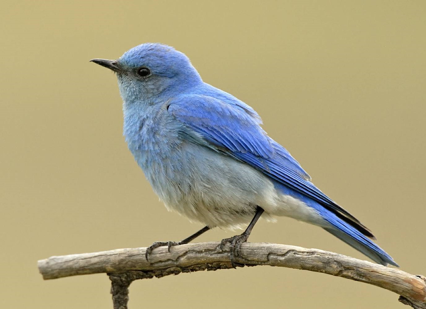 12-amazing-mountain-bluebird-facts