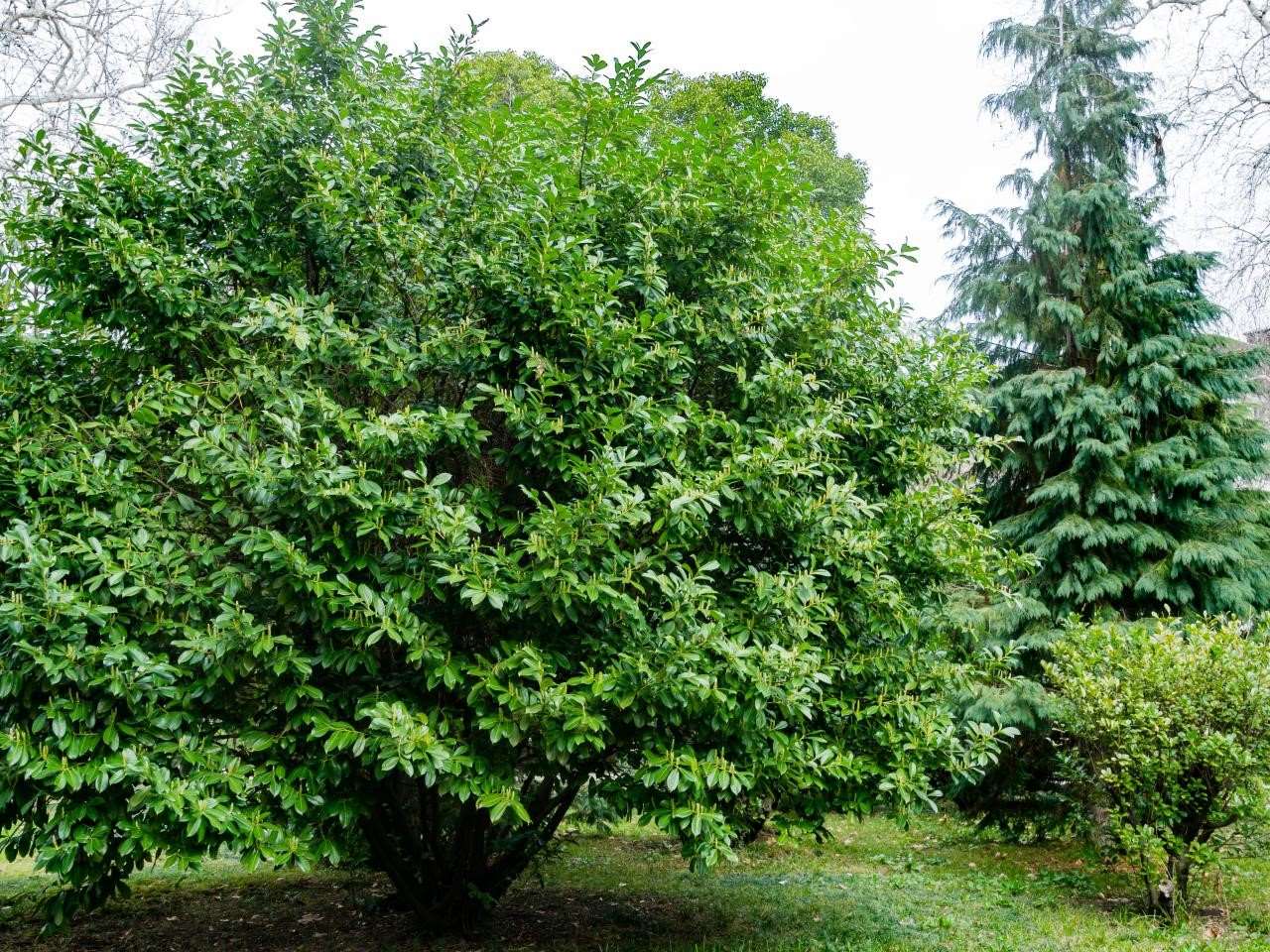 12-best-cherry-laurel-tree-facts