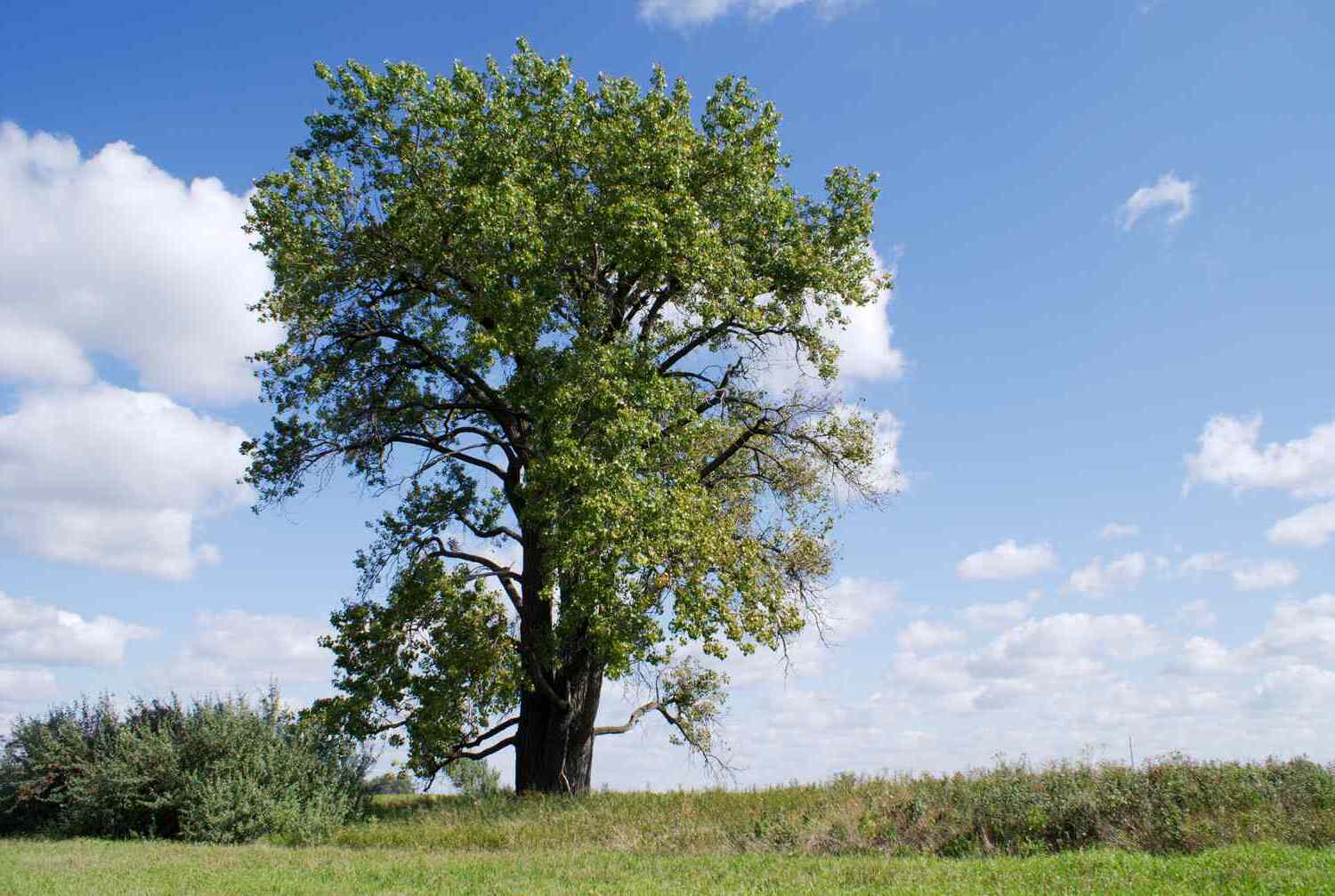 12-best-cottonwood-trees-facts