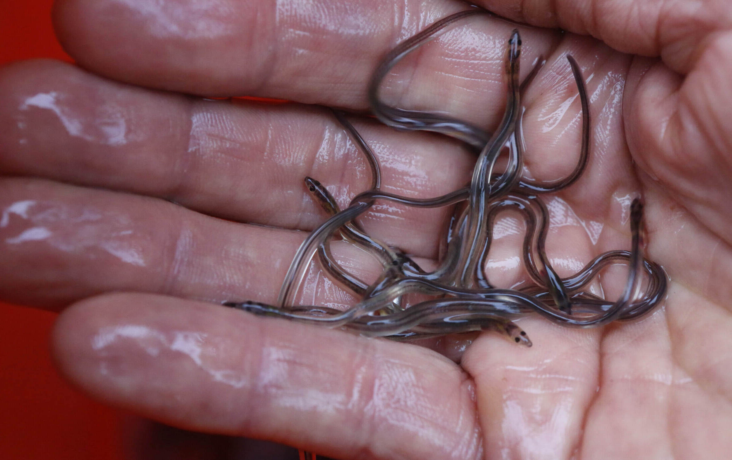 12-facts-about-elvers