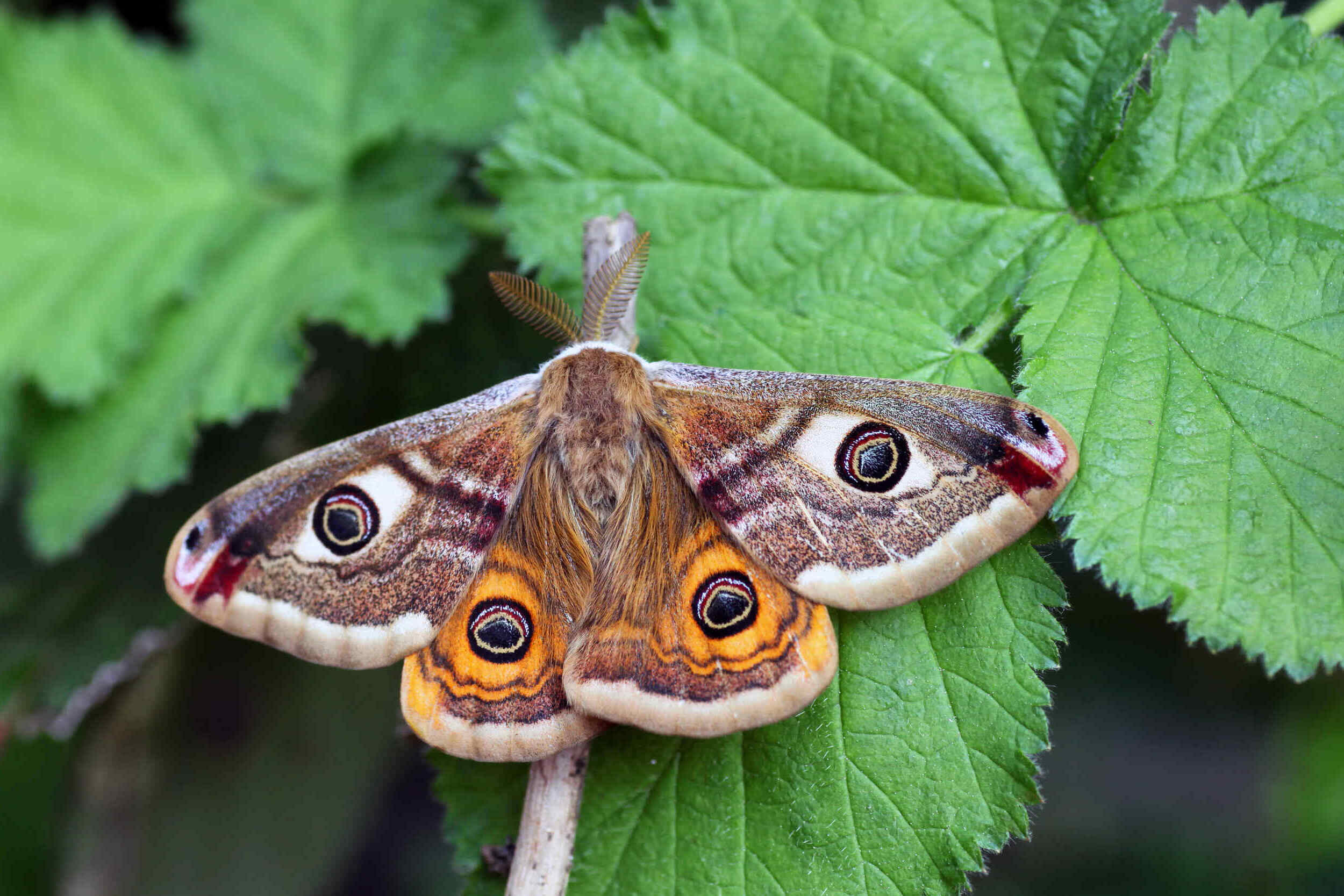 12-facts-about-national-moth-week-jul-20th-to-jul-28th