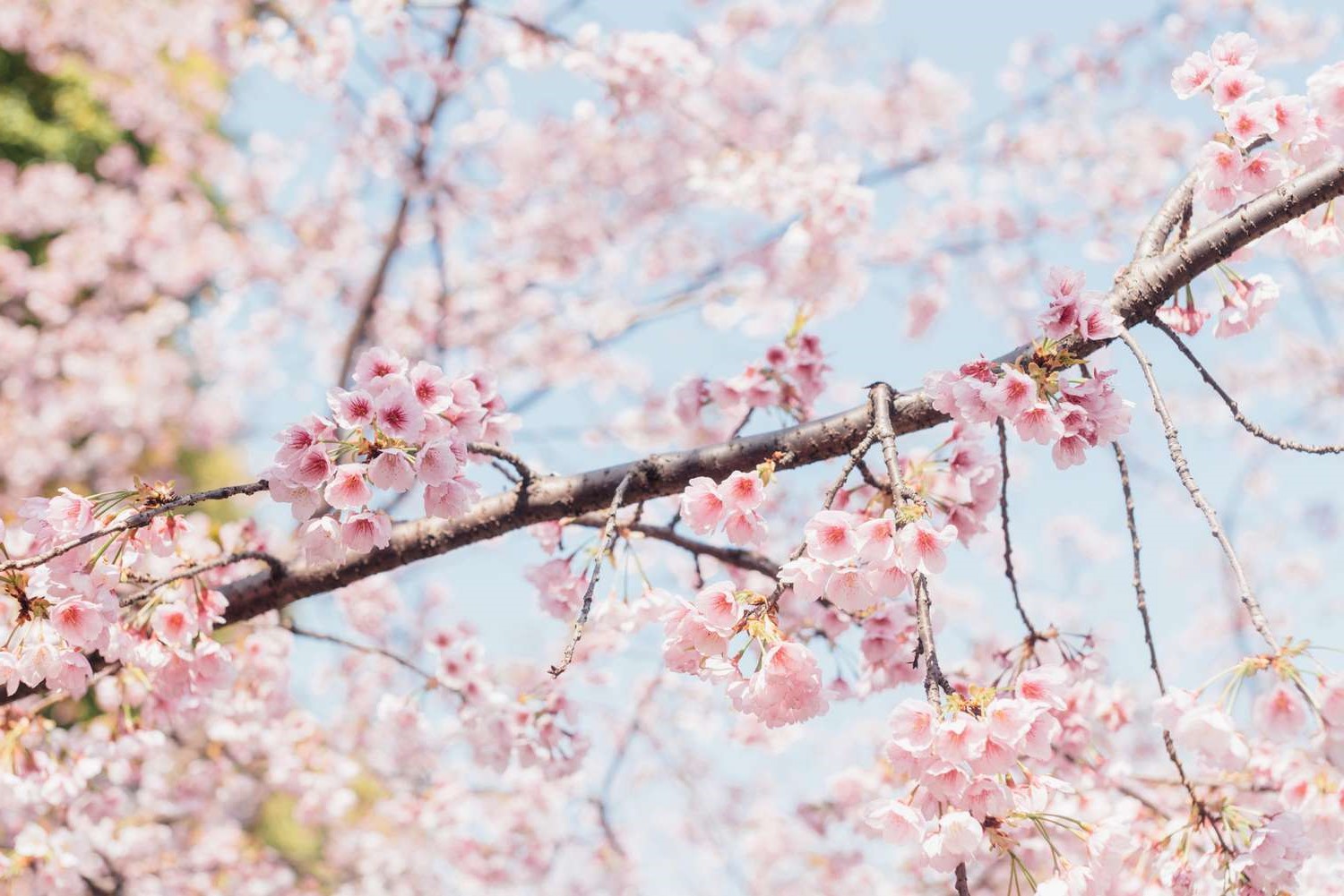 12-great-cherry-blossom-trees-facts