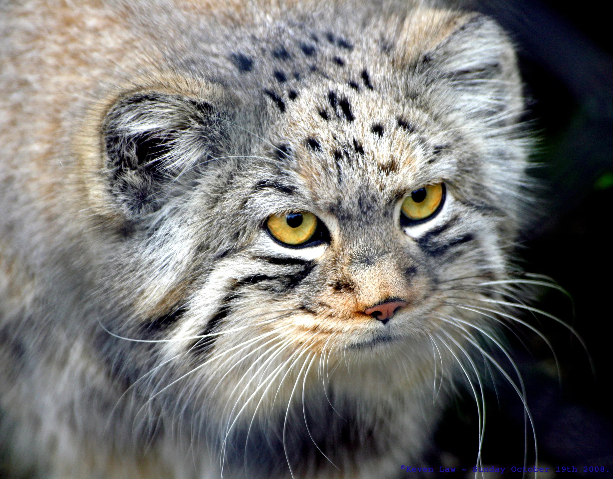 12-great-facts-about-pallas-cats