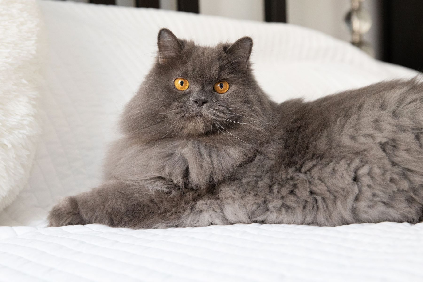 12-great-persian-cat-facts