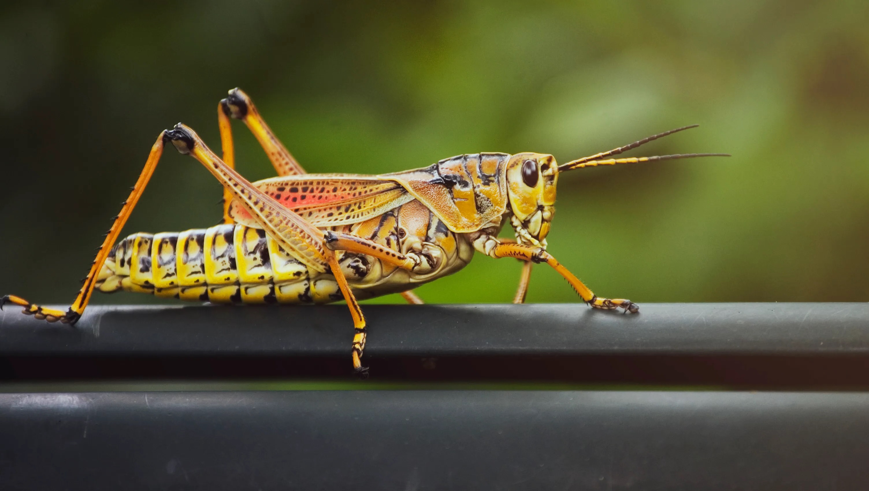 14-amazing-lubber-grasshopper-facts
