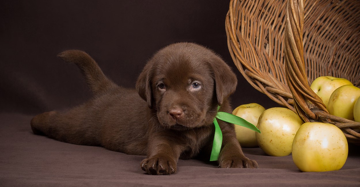 14-best-chocolate-lab-facts