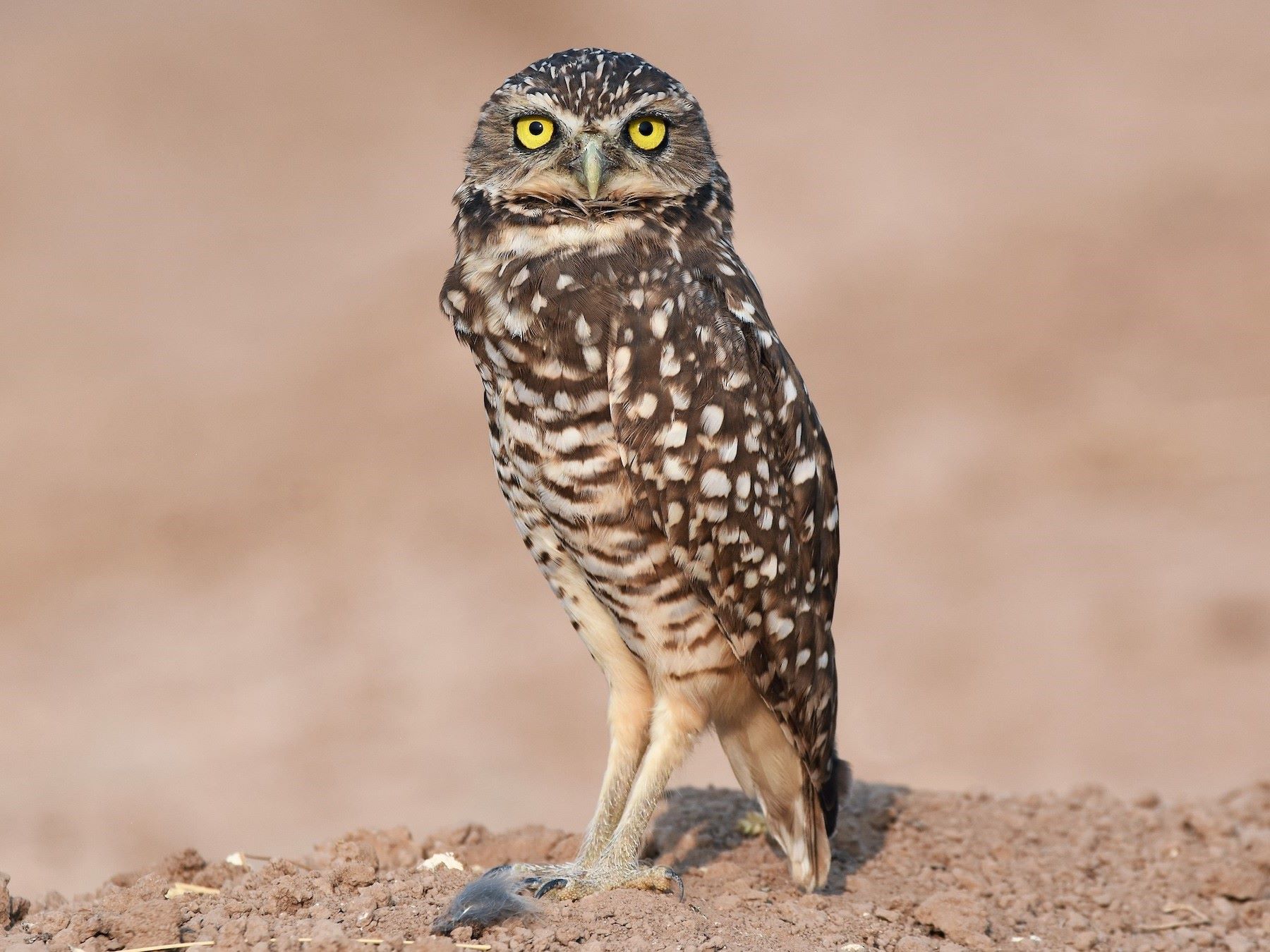15-amazing-facts-about-burrowing-owls
