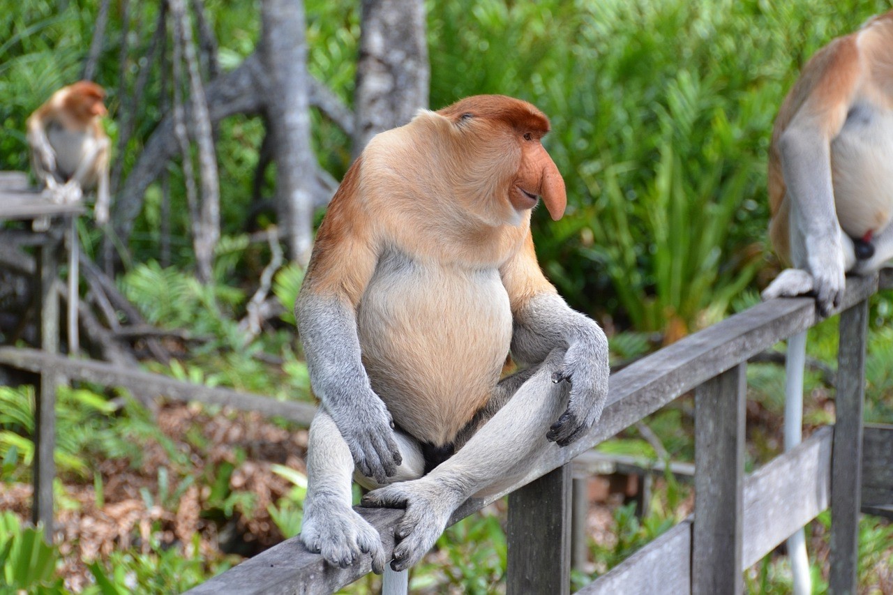 15-amazing-proboscis-monkey-facts