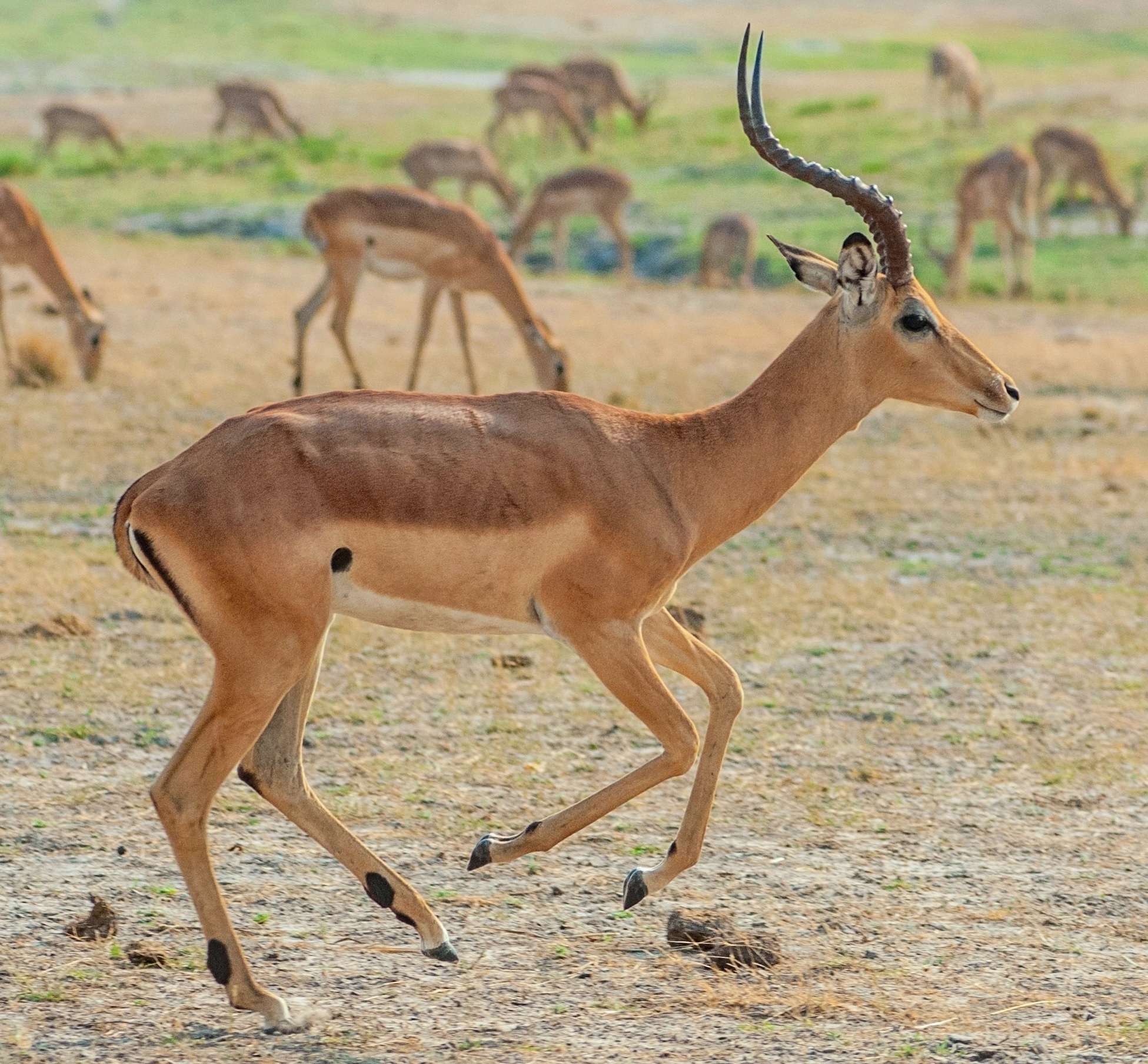 15-best-impala-animal-facts
