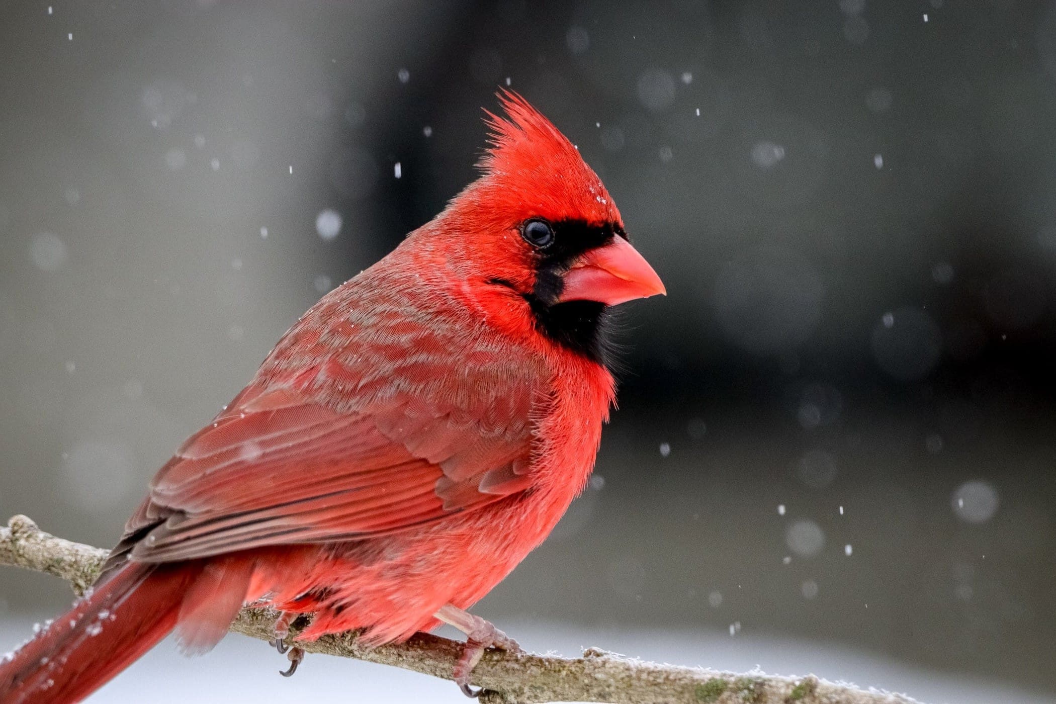 31 Best Facts About The Northern Cardinal - Facts.net