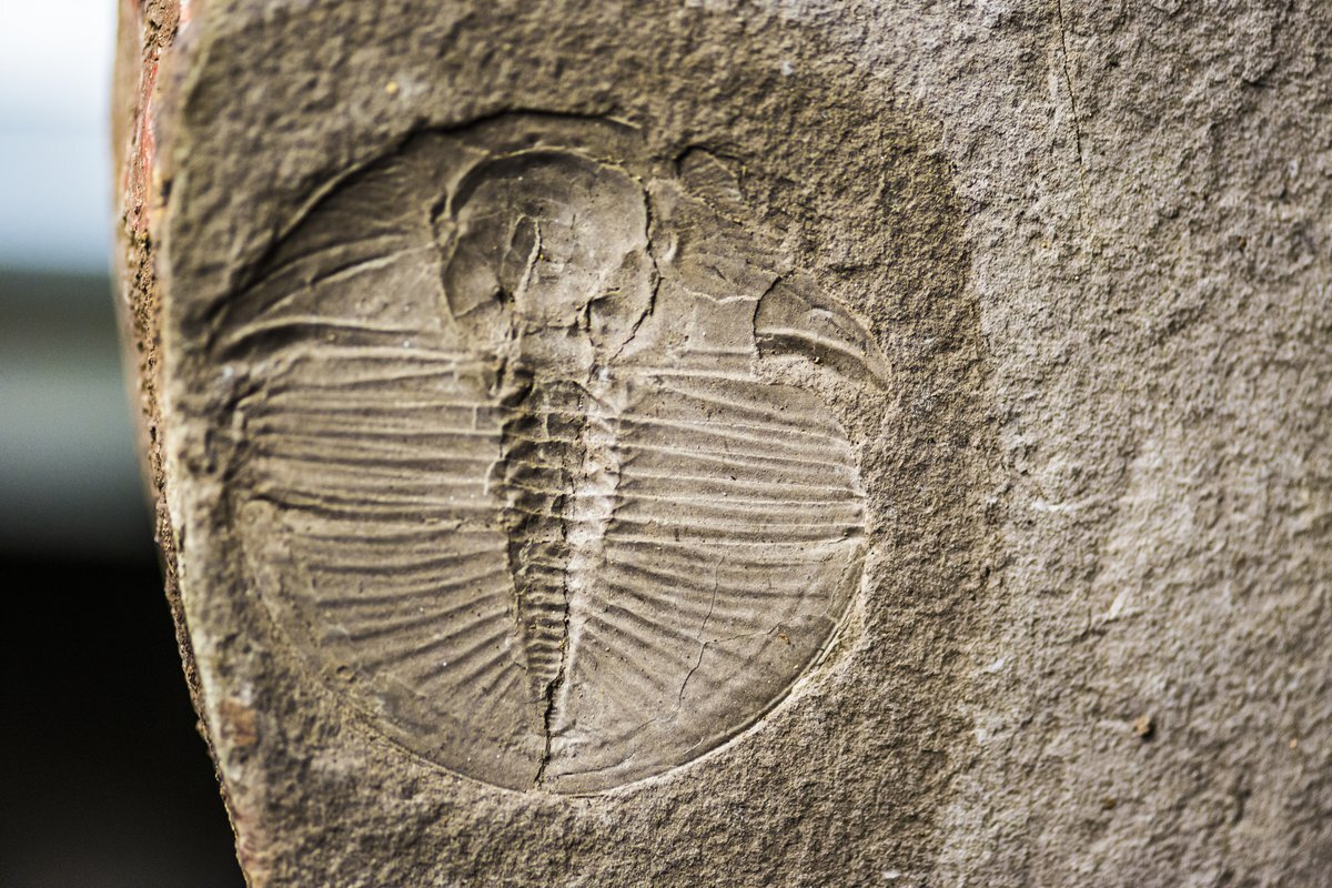 15-best-trace-fossil-facts